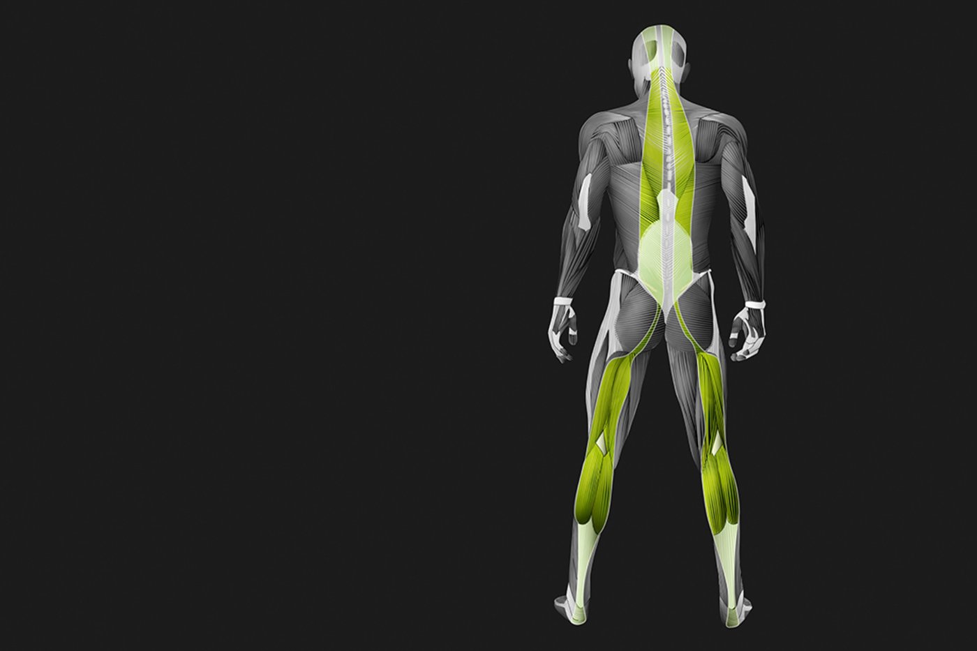 Posterior muscle-fascia chain