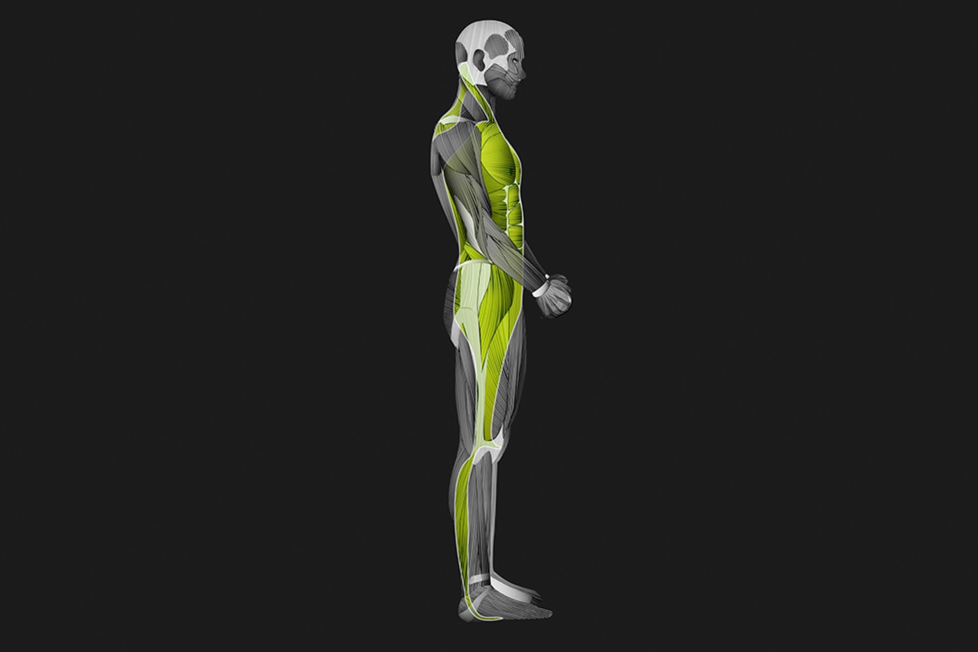 Lateral Muscle-Fascia Chains