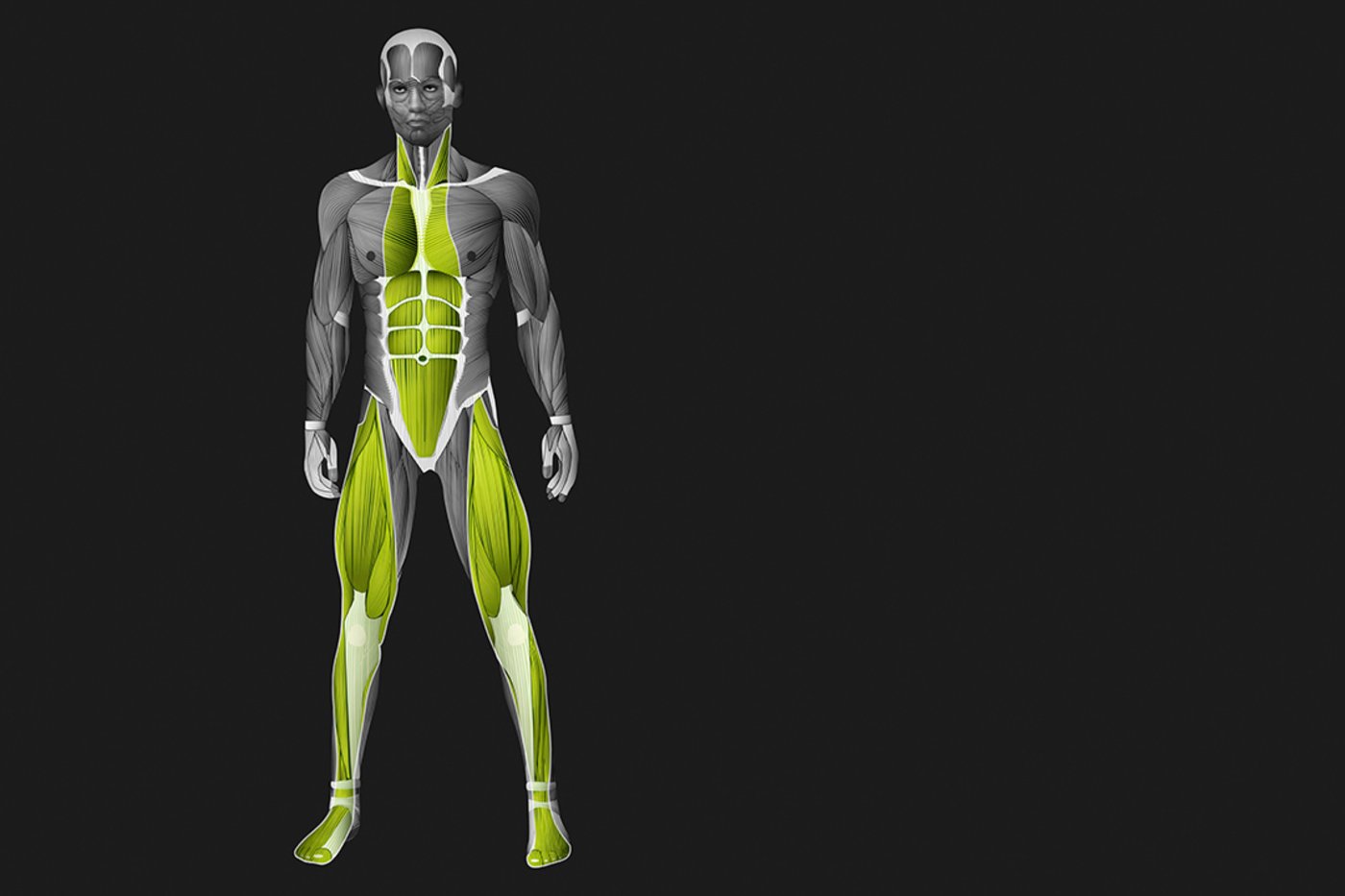 Anterior superficial muscle-fascia chain