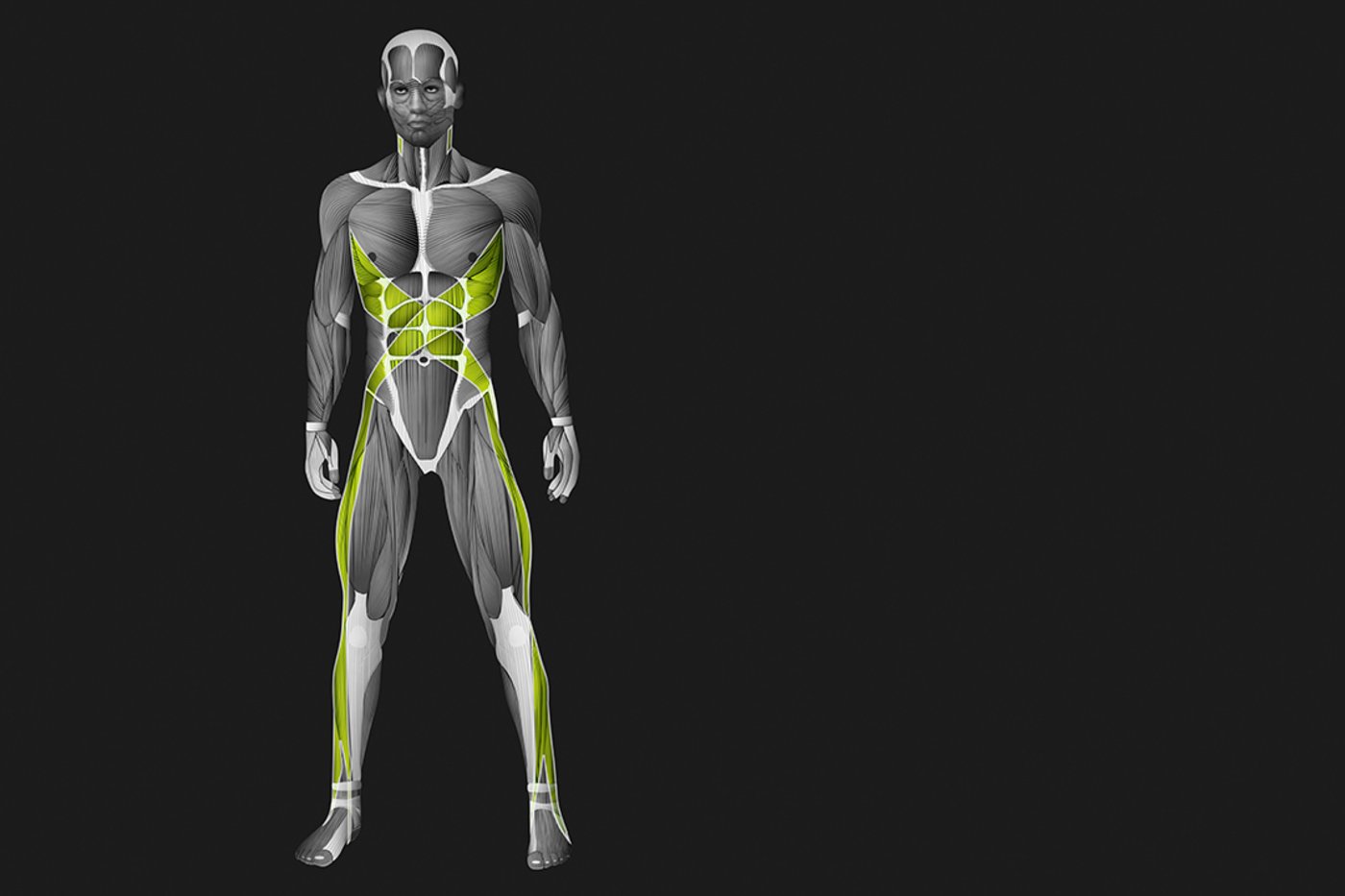 Spiral Muscle-Fascia Chains
