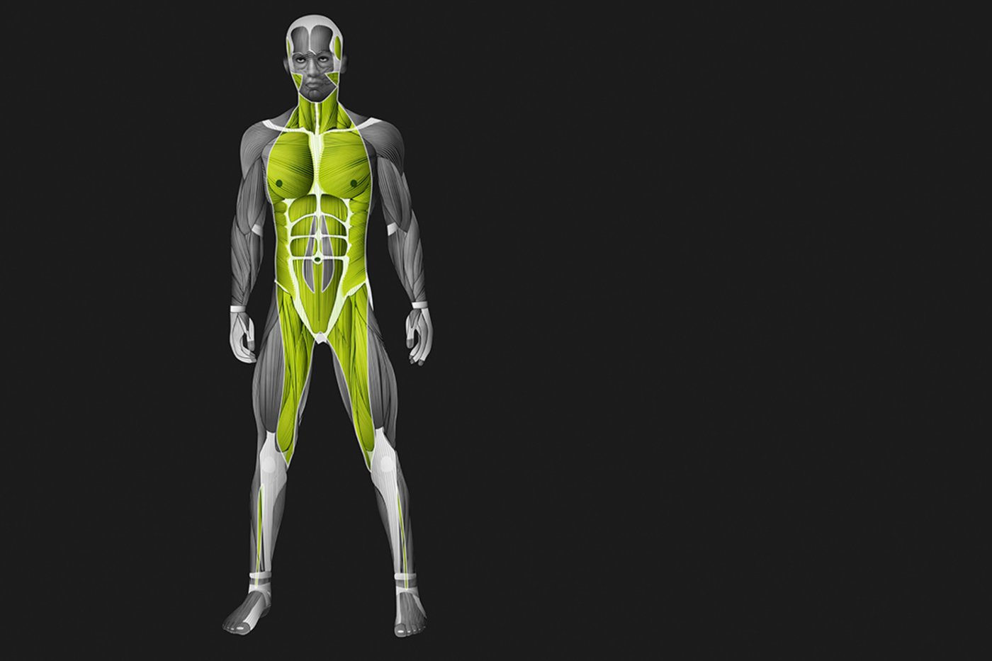 Deep anterior muscle-fascia chain