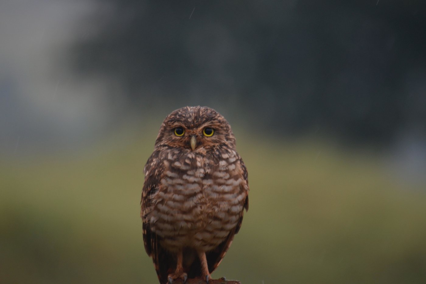 Owl
