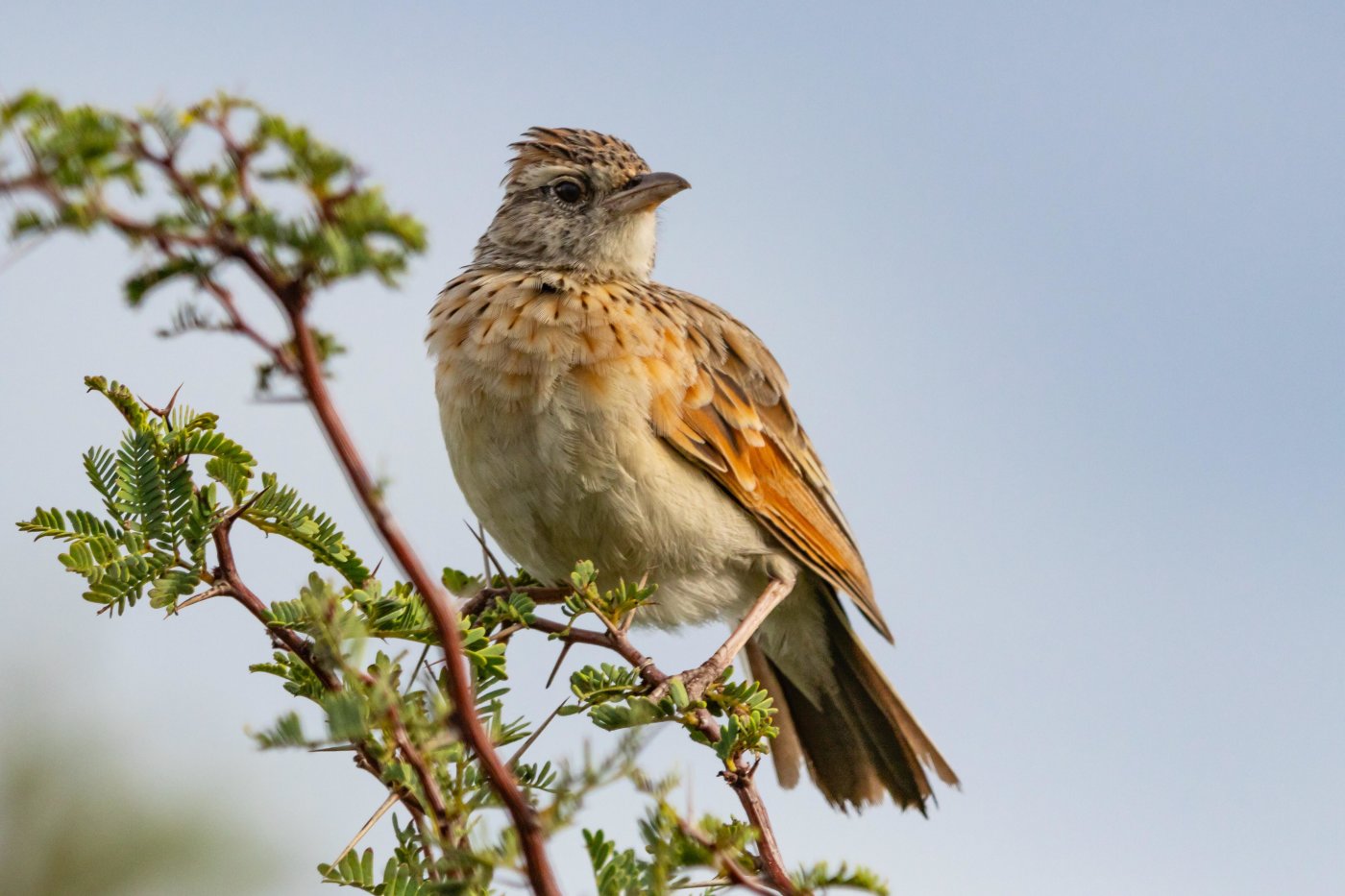 Lark