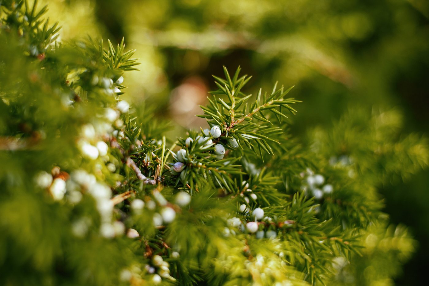 Juniper Essential Oil