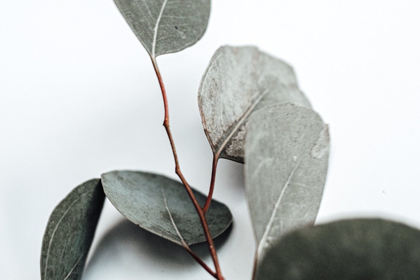Eucalyptus Essential Oil