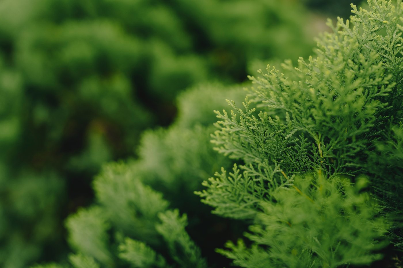 Cypress Essential Oil