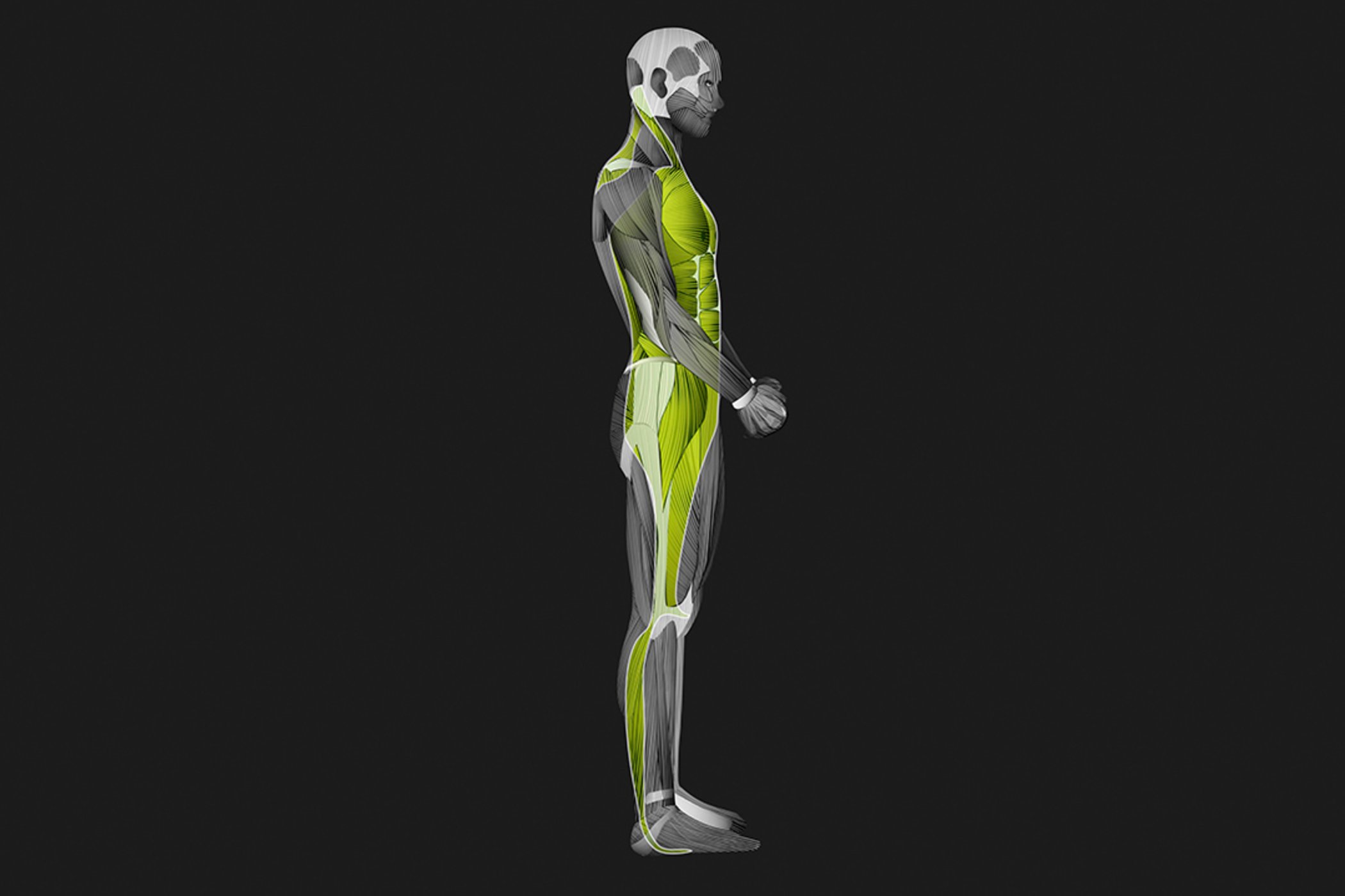 Lateral Muscle-Fascia Chains