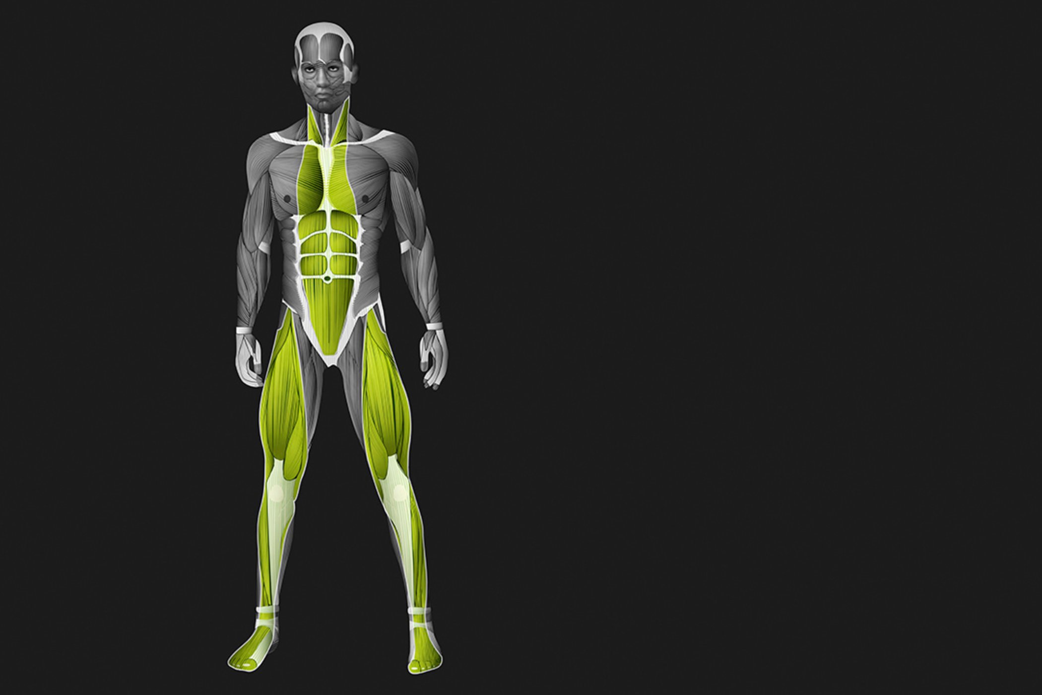Anterior superficial muscle-fascia chain