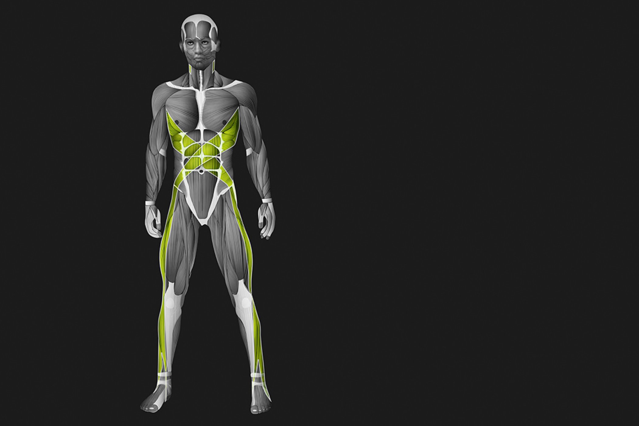 Spiral Muscle-Fascia Chains