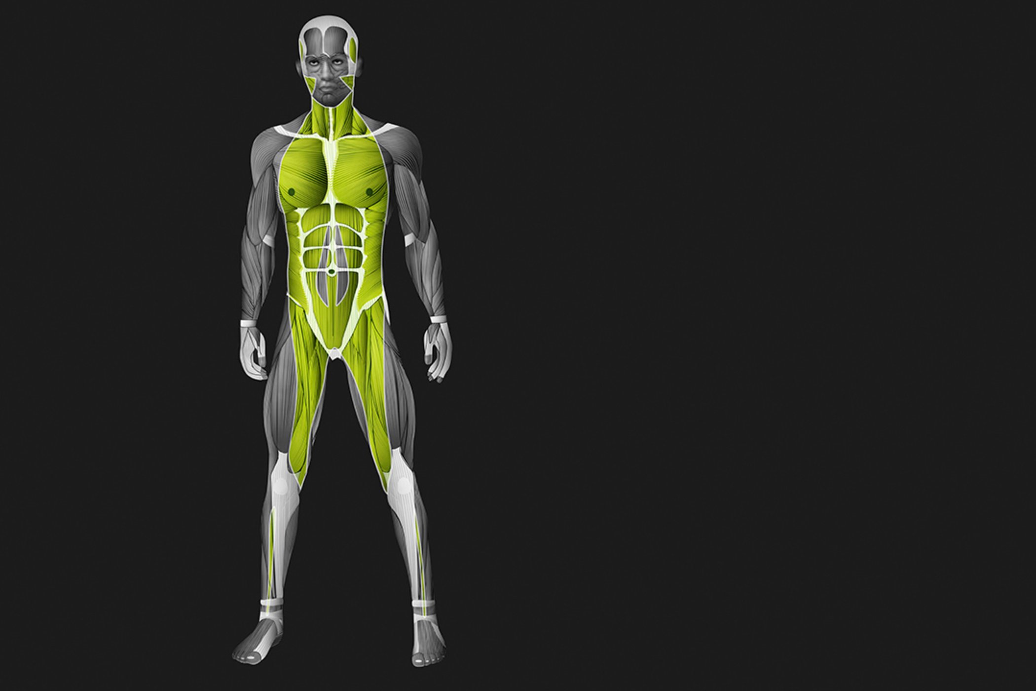 Deep anterior muscle-fascia chain