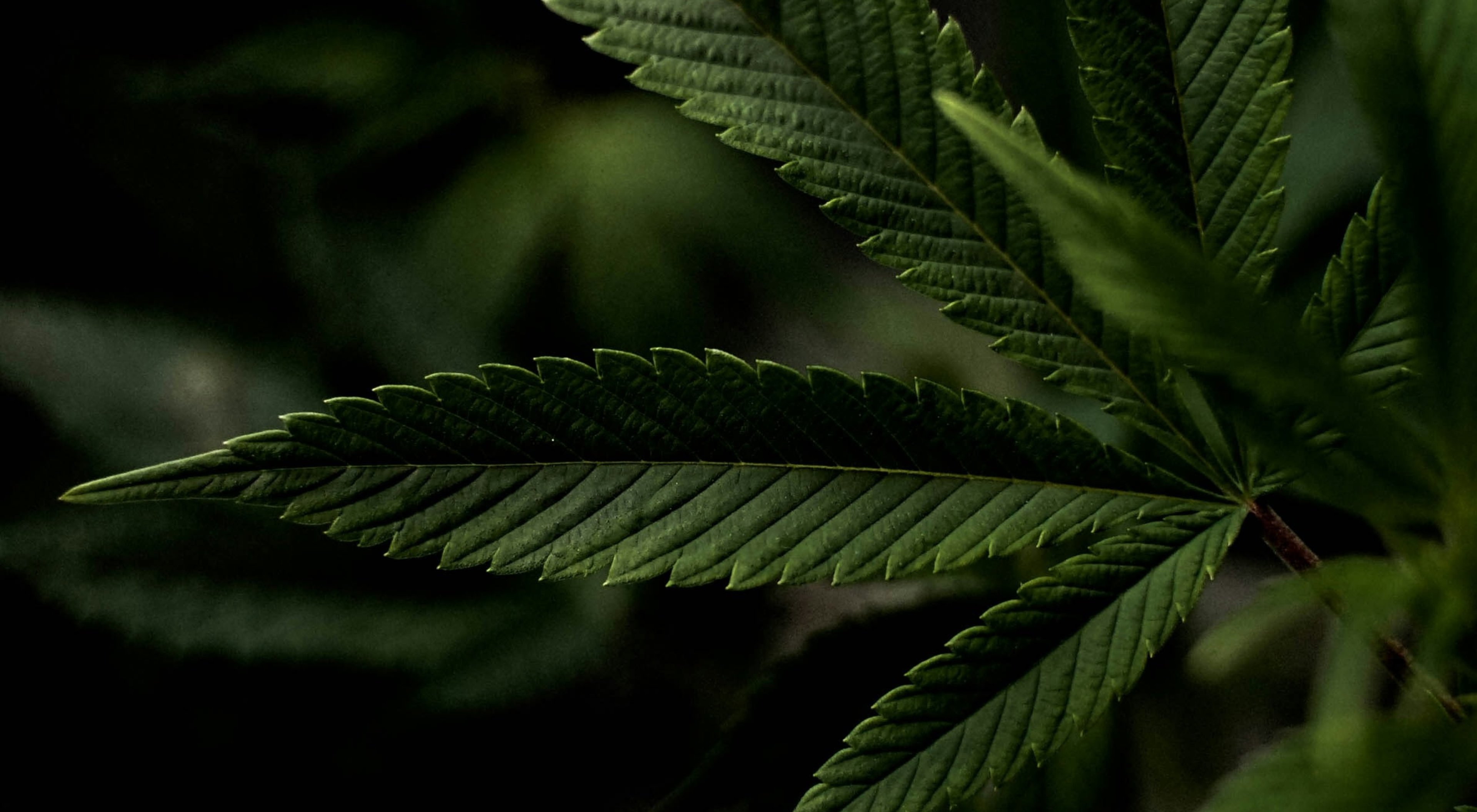 https://storage.googleapis.com/oneworld-prod/assets/Cannabis-2.jpg?v=1771946491