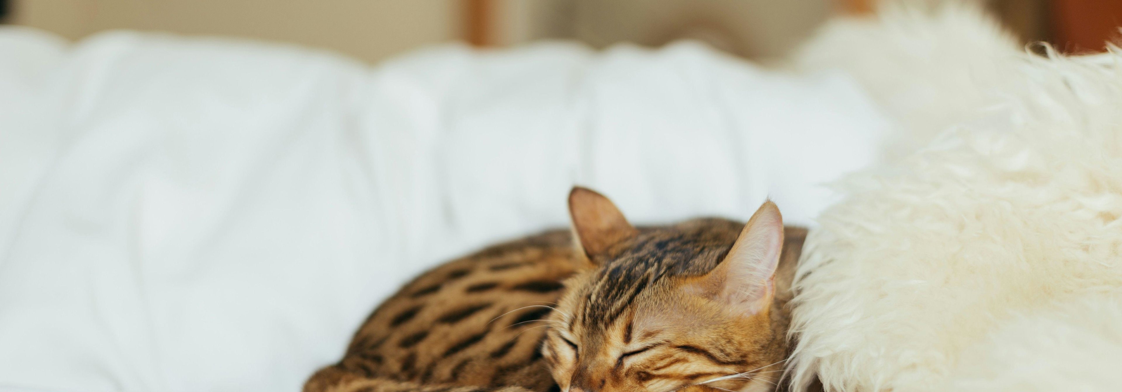 https://storage.googleapis.com/oneworld-prod/assets/Schlafen_Katze5.jpg?v=1756713011