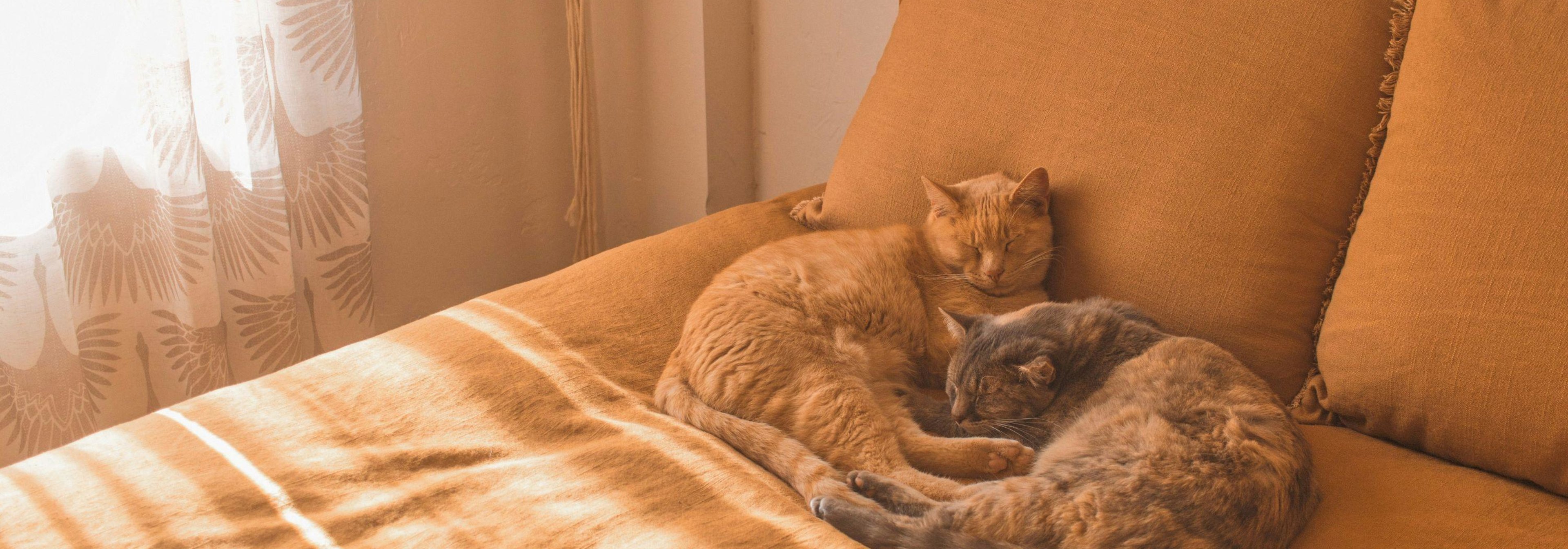 https://storage.googleapis.com/oneworld-prod/assets/Schlafen_Katzen.jpg?v=1756710405