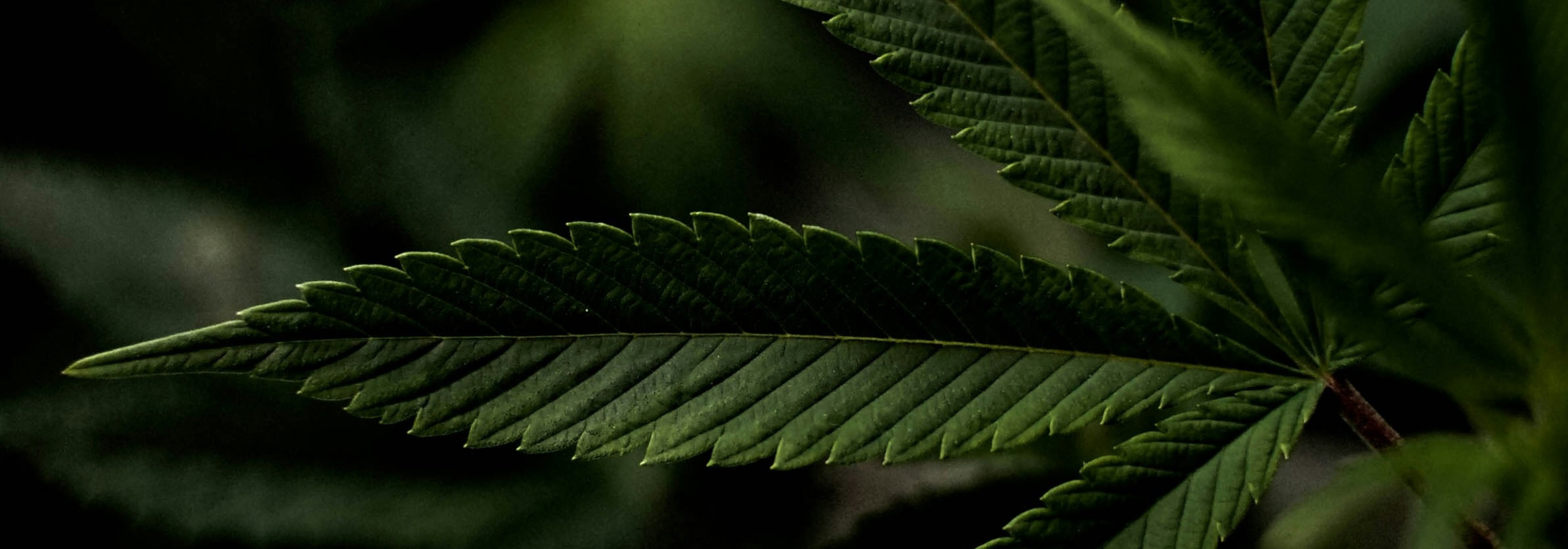 https://storage.googleapis.com/oneworld-prod/assets/Cannabis-2.jpg?v=1771946491