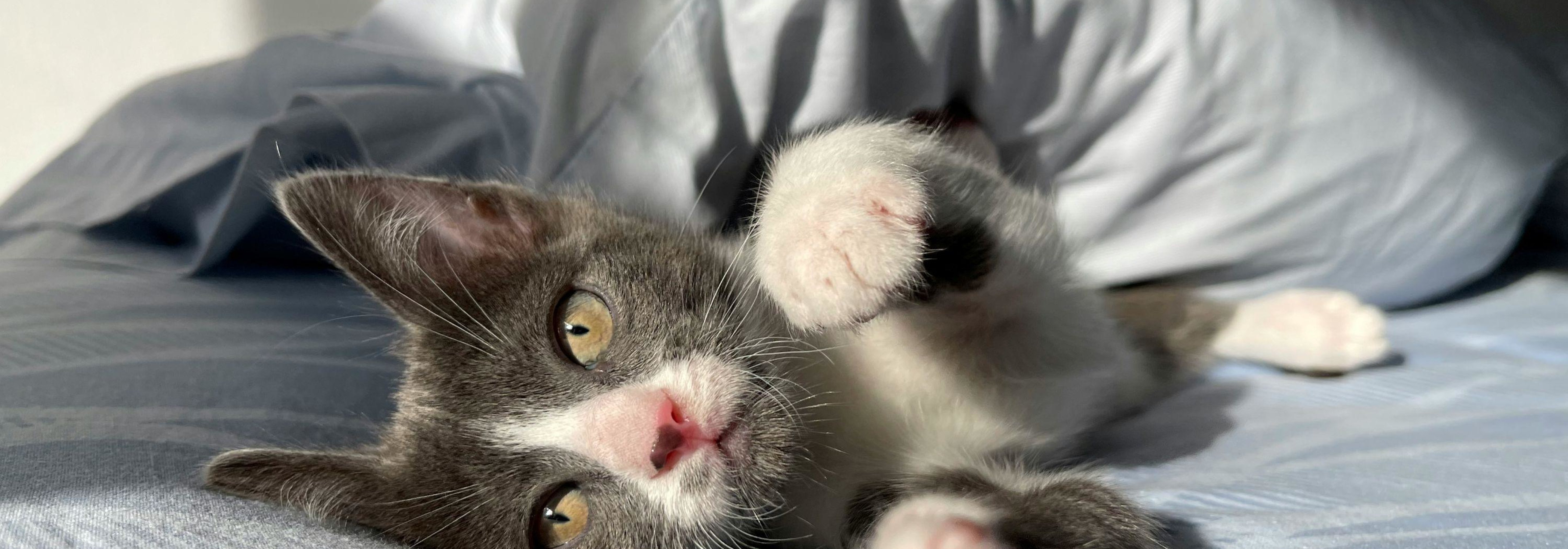 https://storage.googleapis.com/oneworld-prod/assets/Schlafen_Katze.jpg?v=1756710407