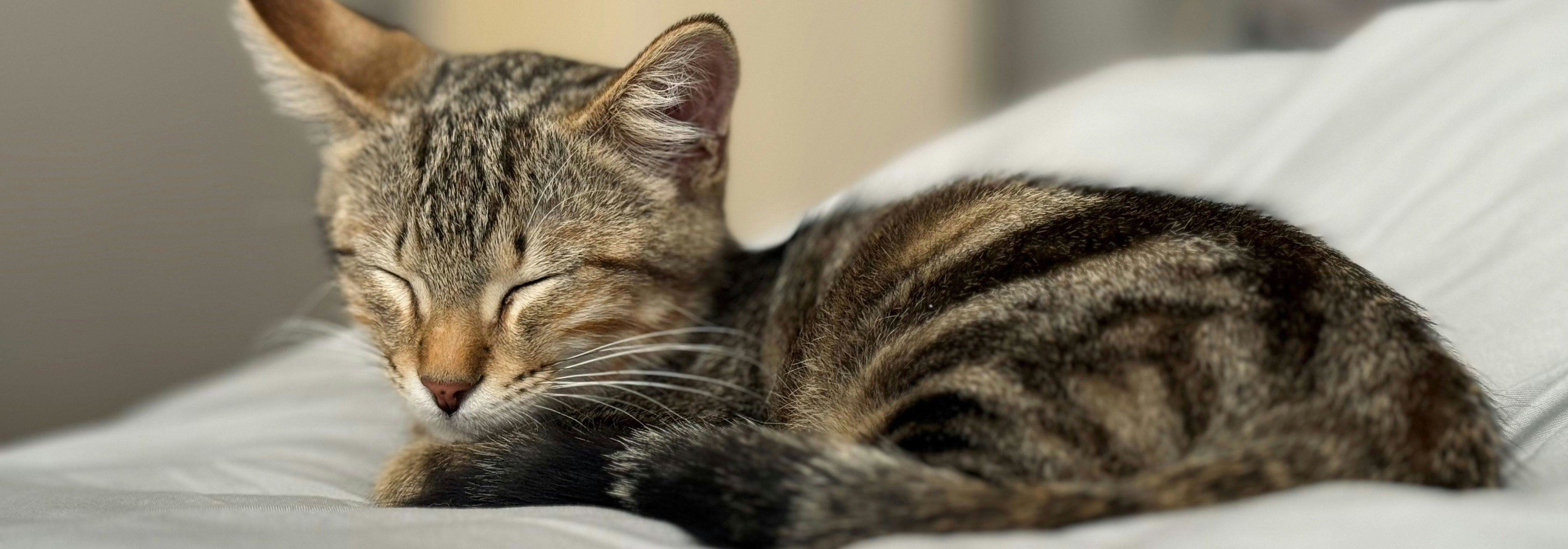 https://storage.googleapis.com/oneworld-prod/assets/Schlafen_Katze2.jpg?v=1756710406