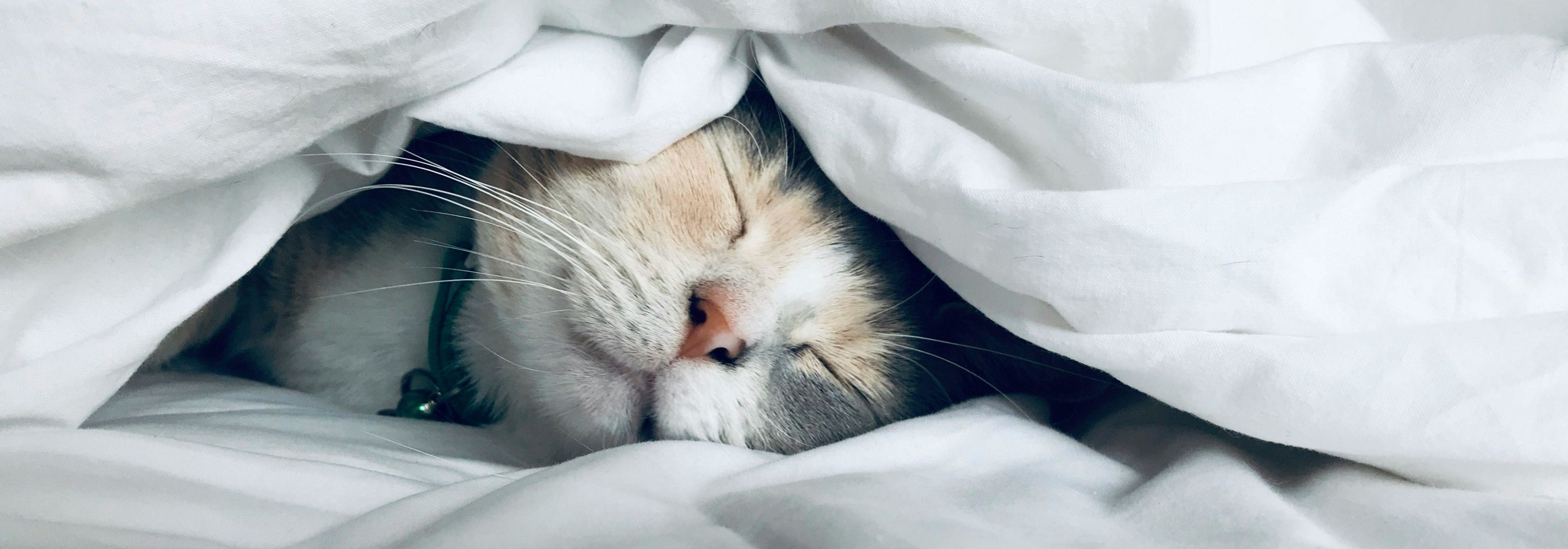 https://storage.googleapis.com/oneworld-prod/assets/Schlafen_Katze3.jpg?v=1756713013