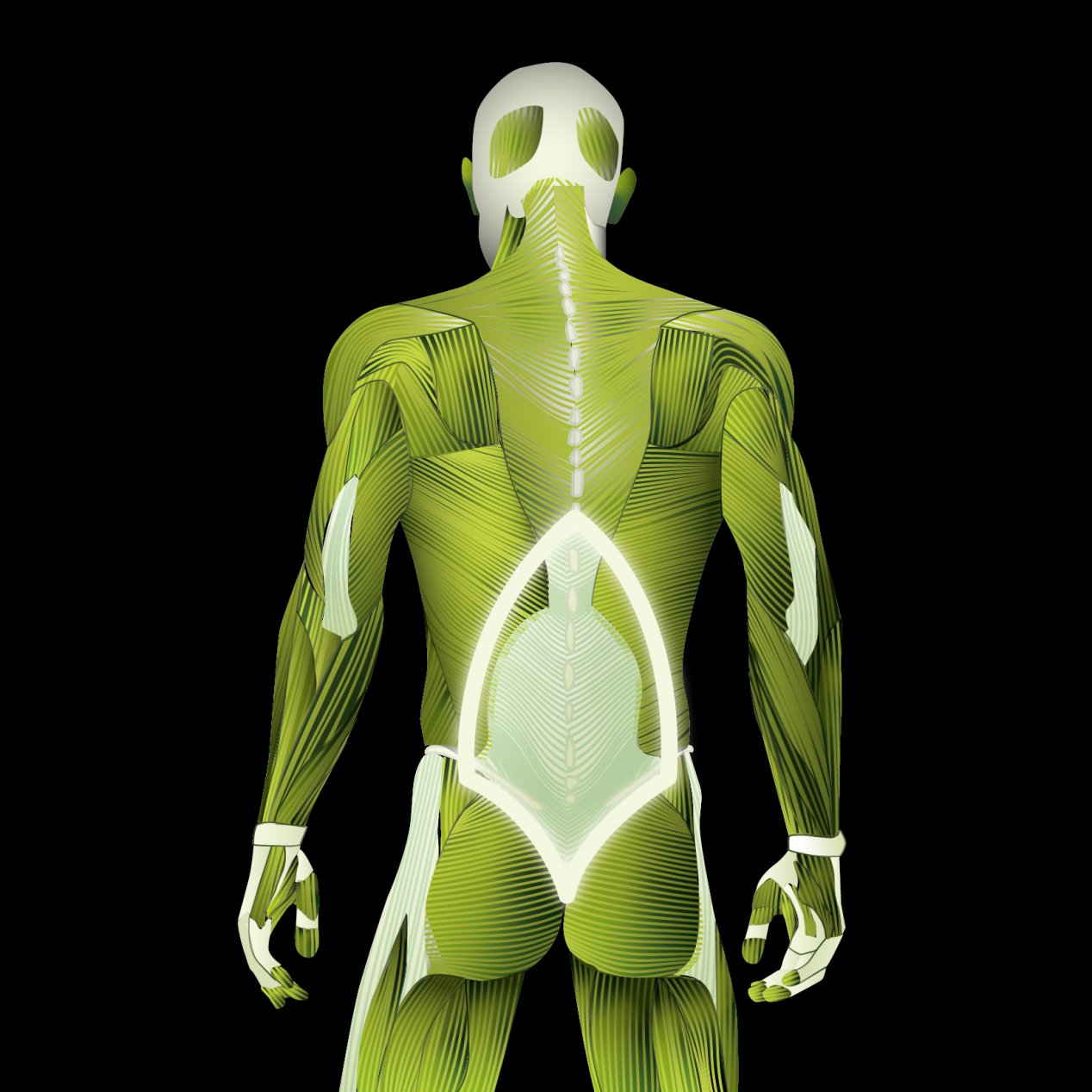 Fascia throacolumbalis
