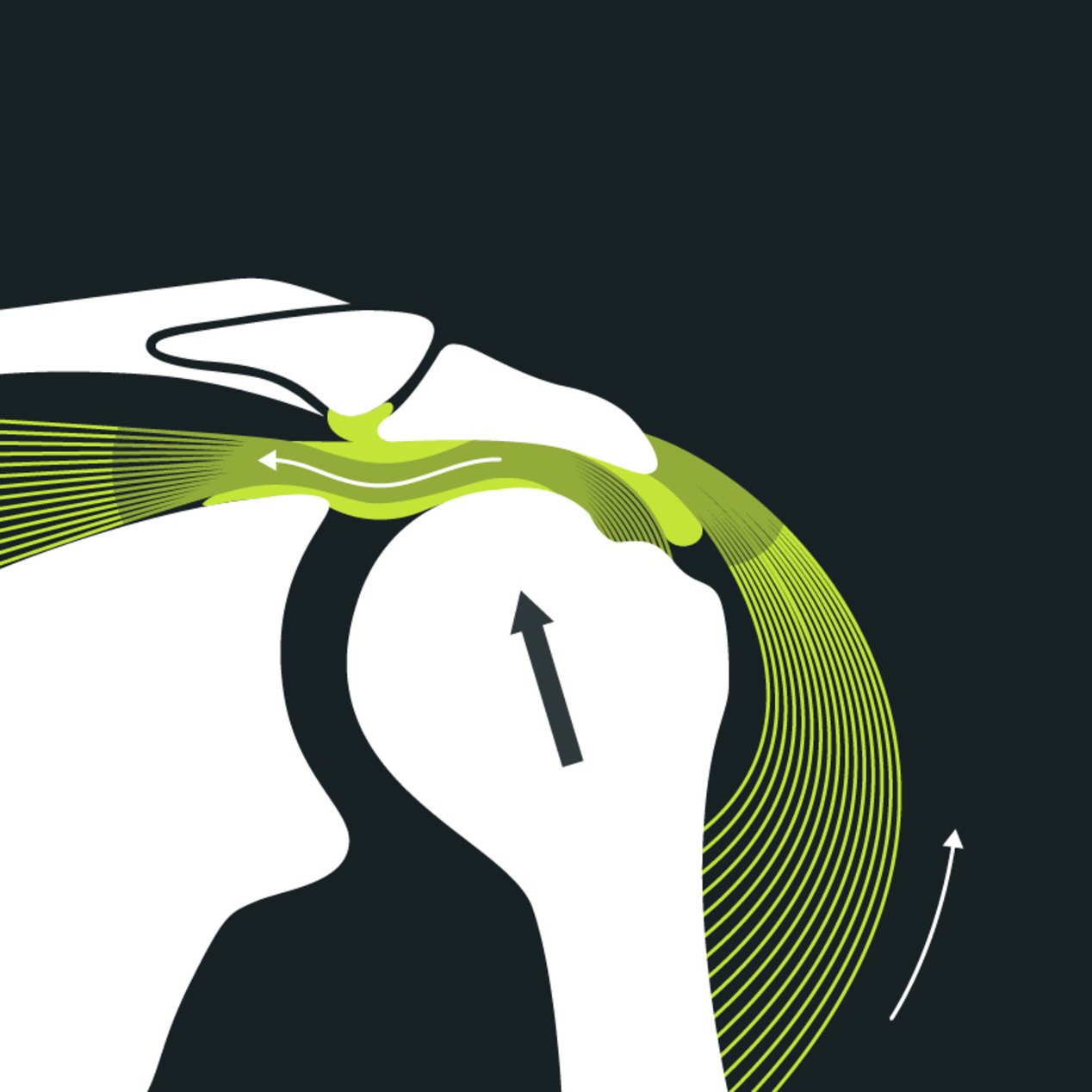 Anatomy of Shoulder Impingement
