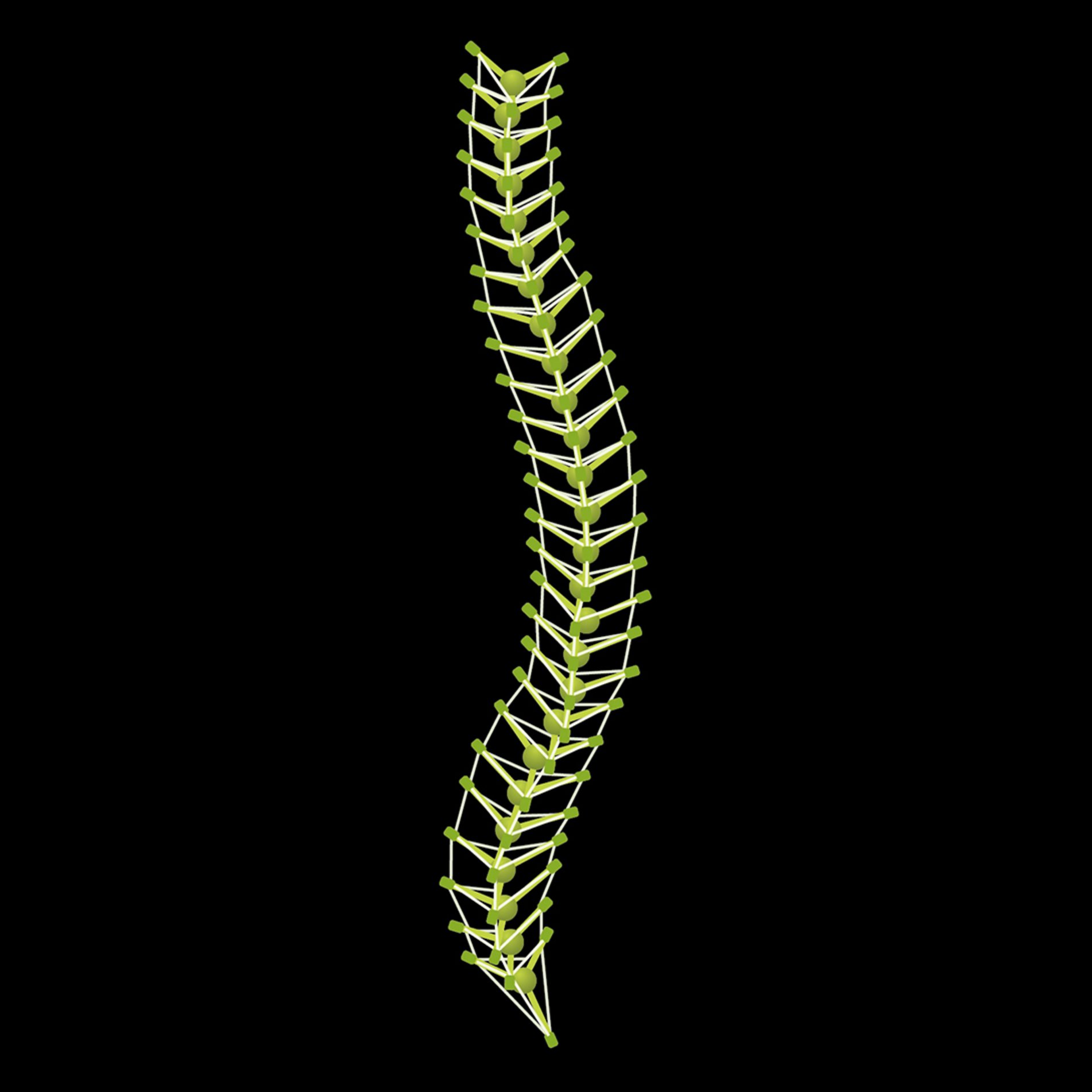 Biotensegrity Model of the Spine