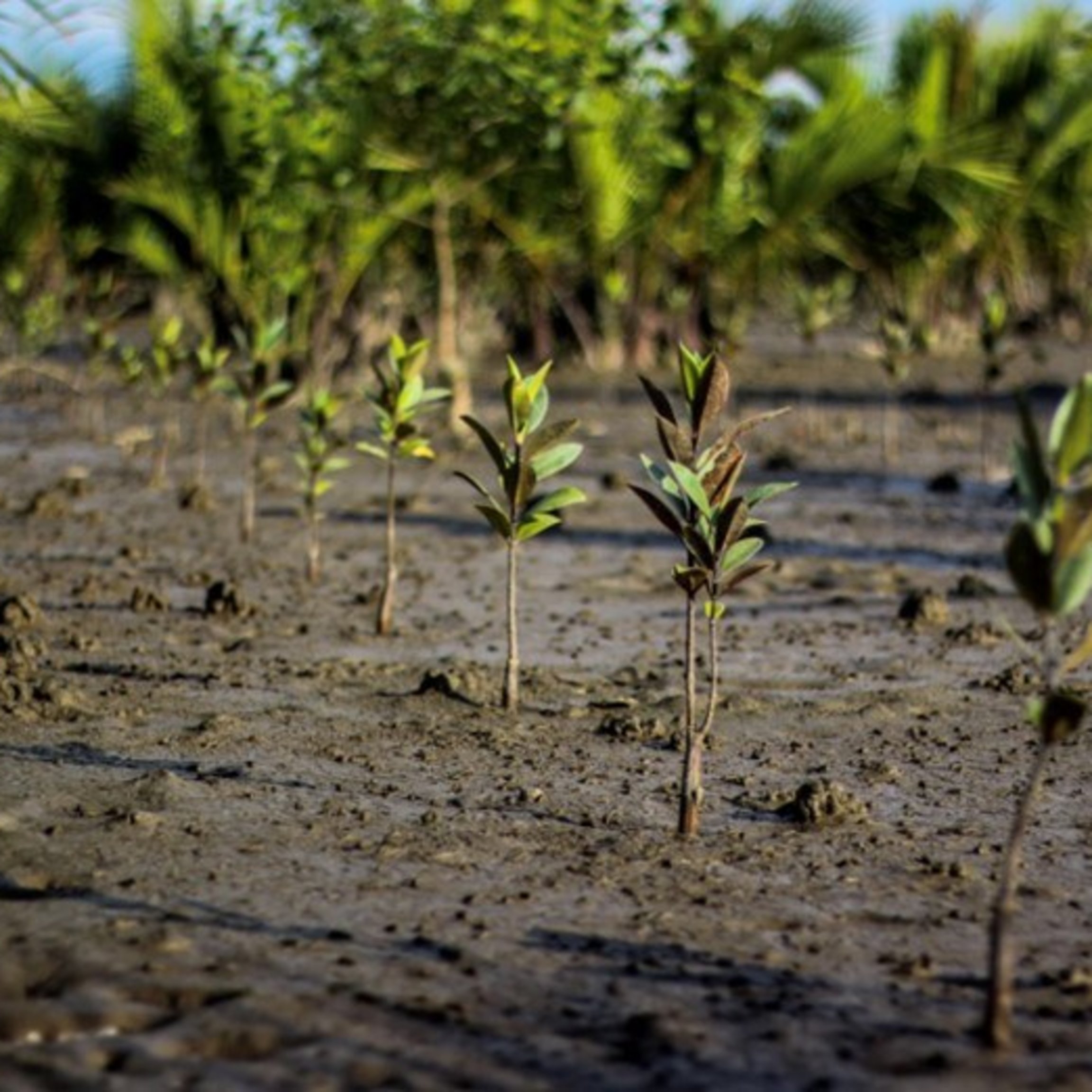 Our BLACKROLL® Mangrove Project