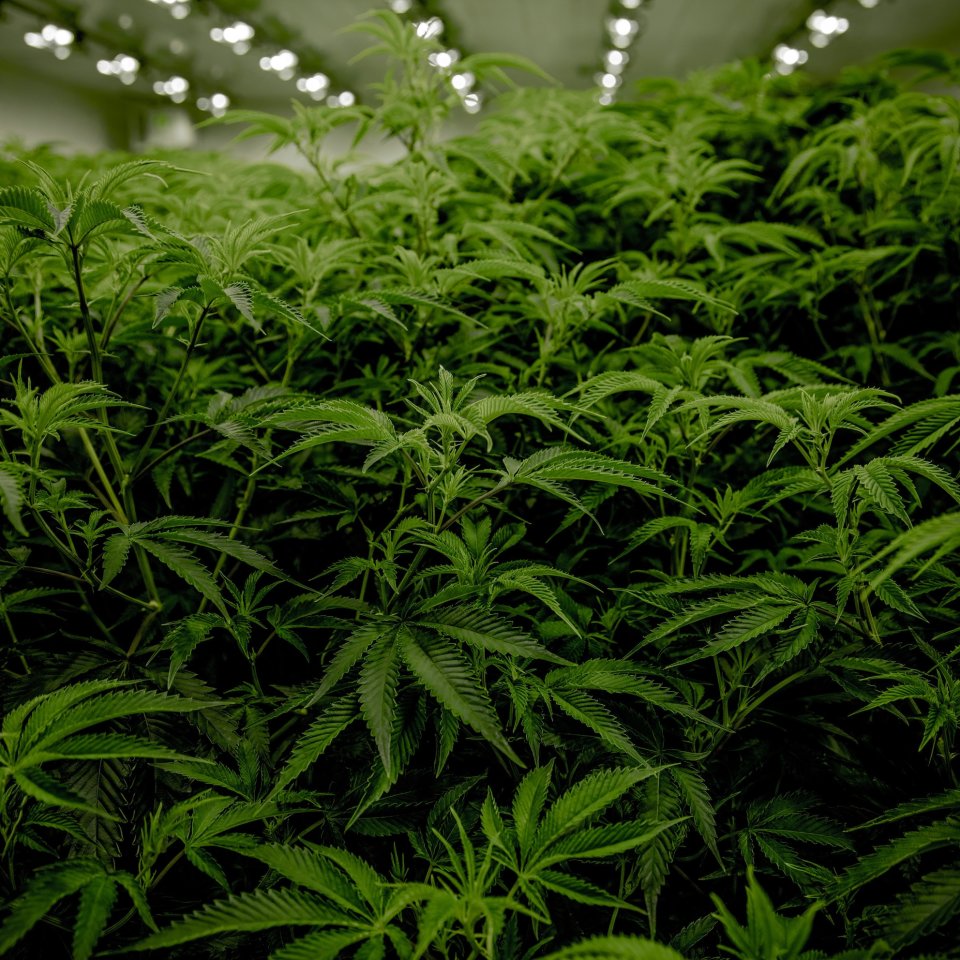 Cannabis 6