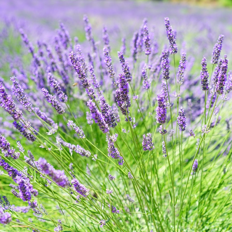 Lavendel schlaf header 1