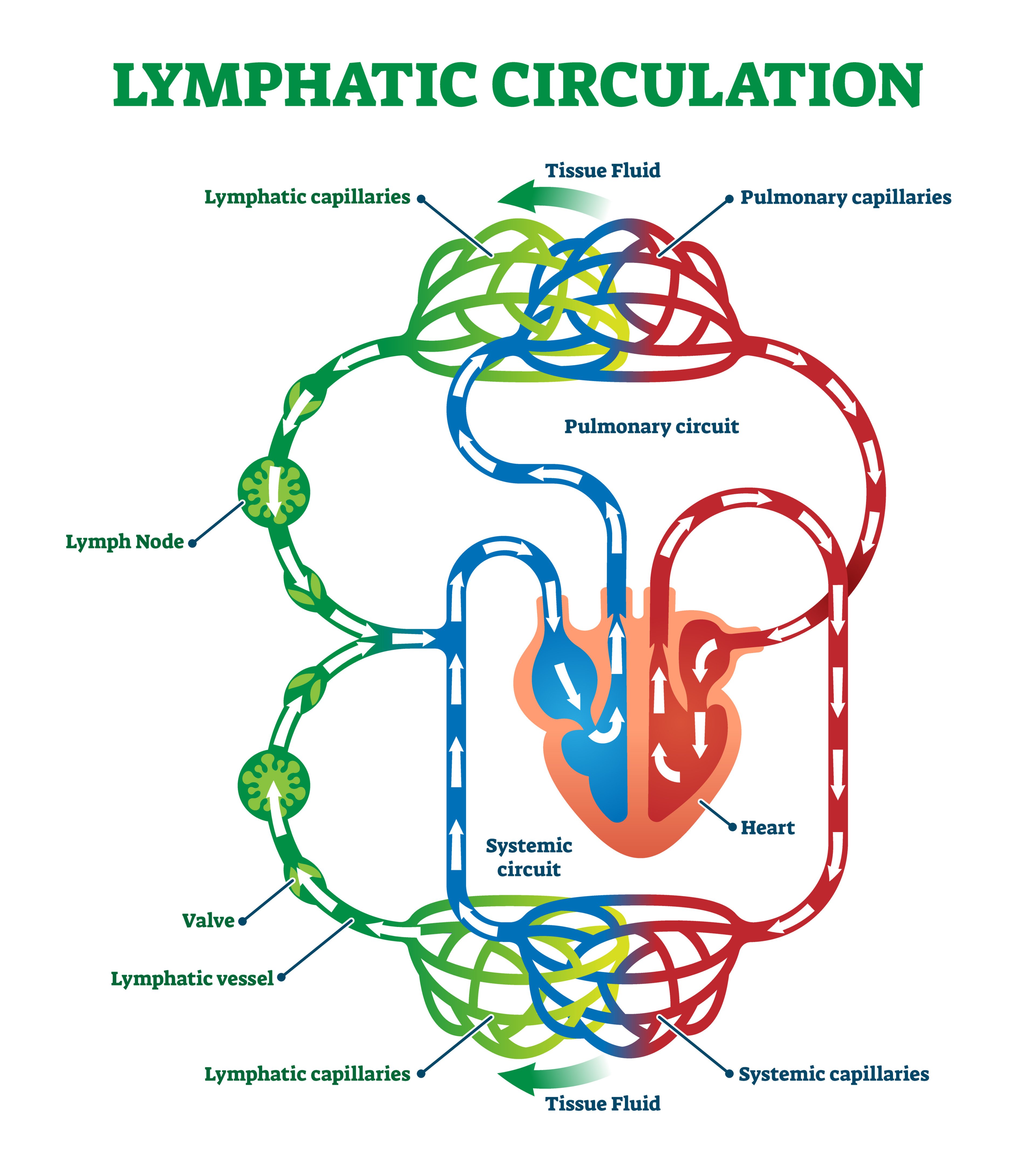 Lymphatic Circulation