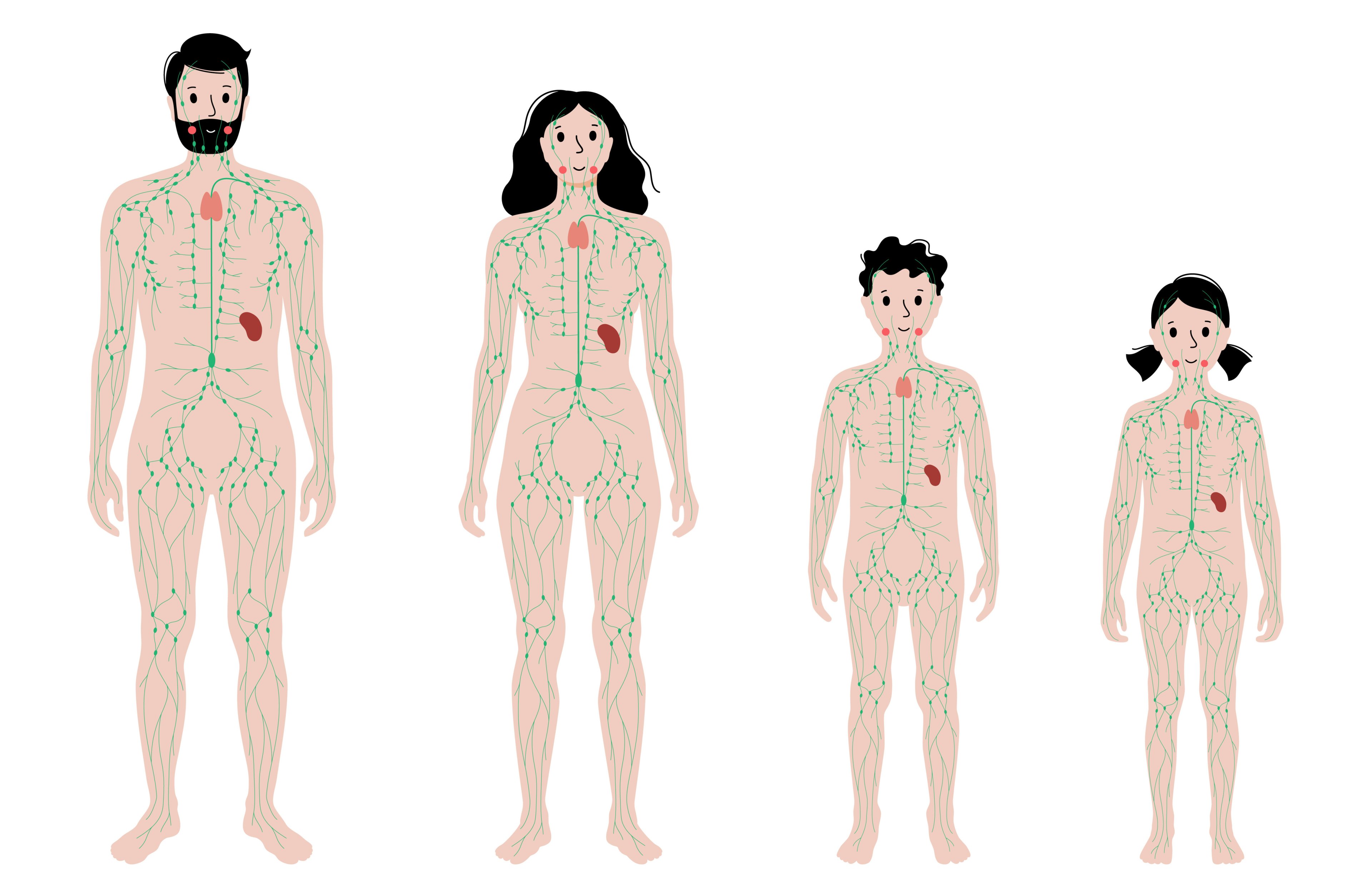 The Lymphatic System