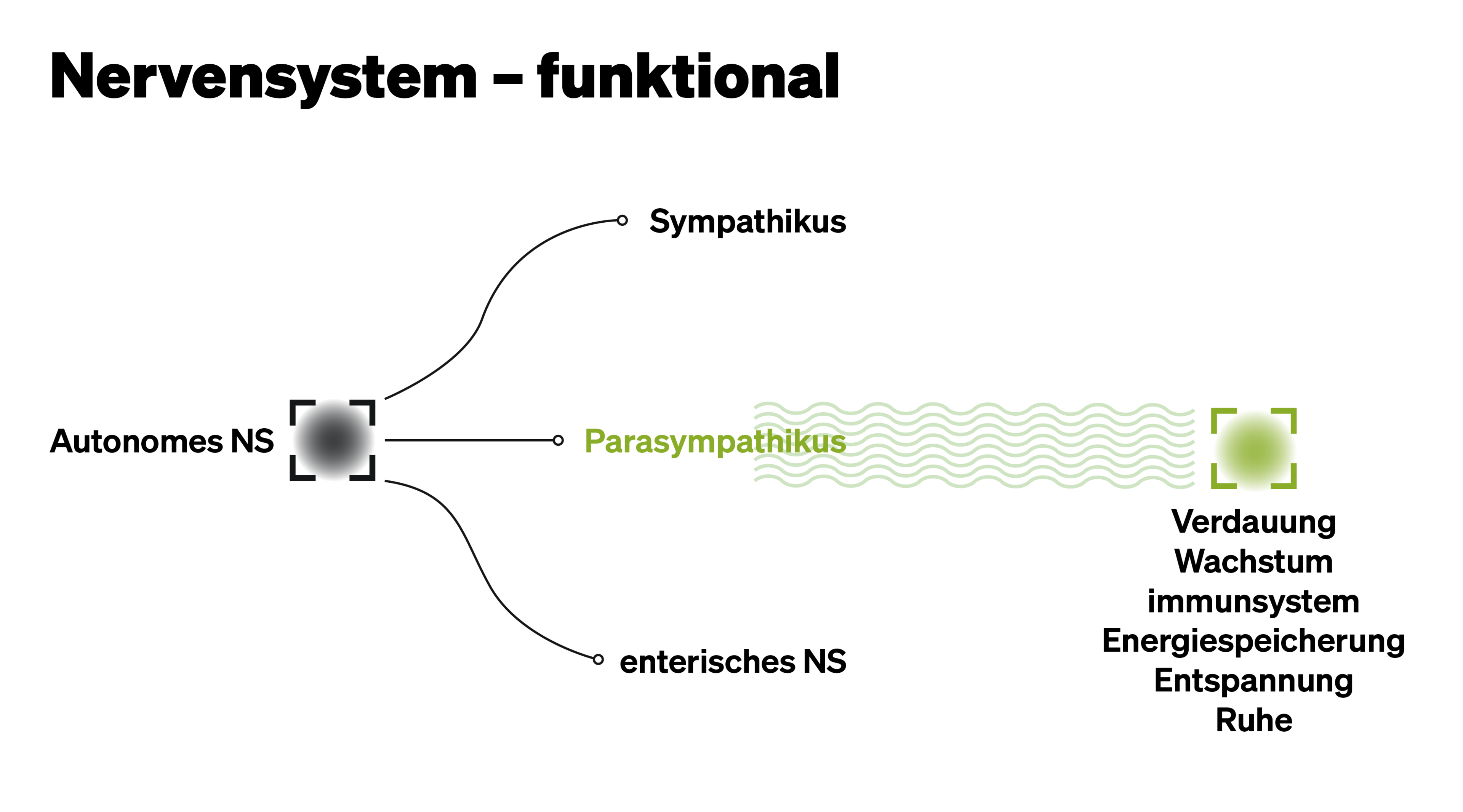 Parasympathikus Nervensystem