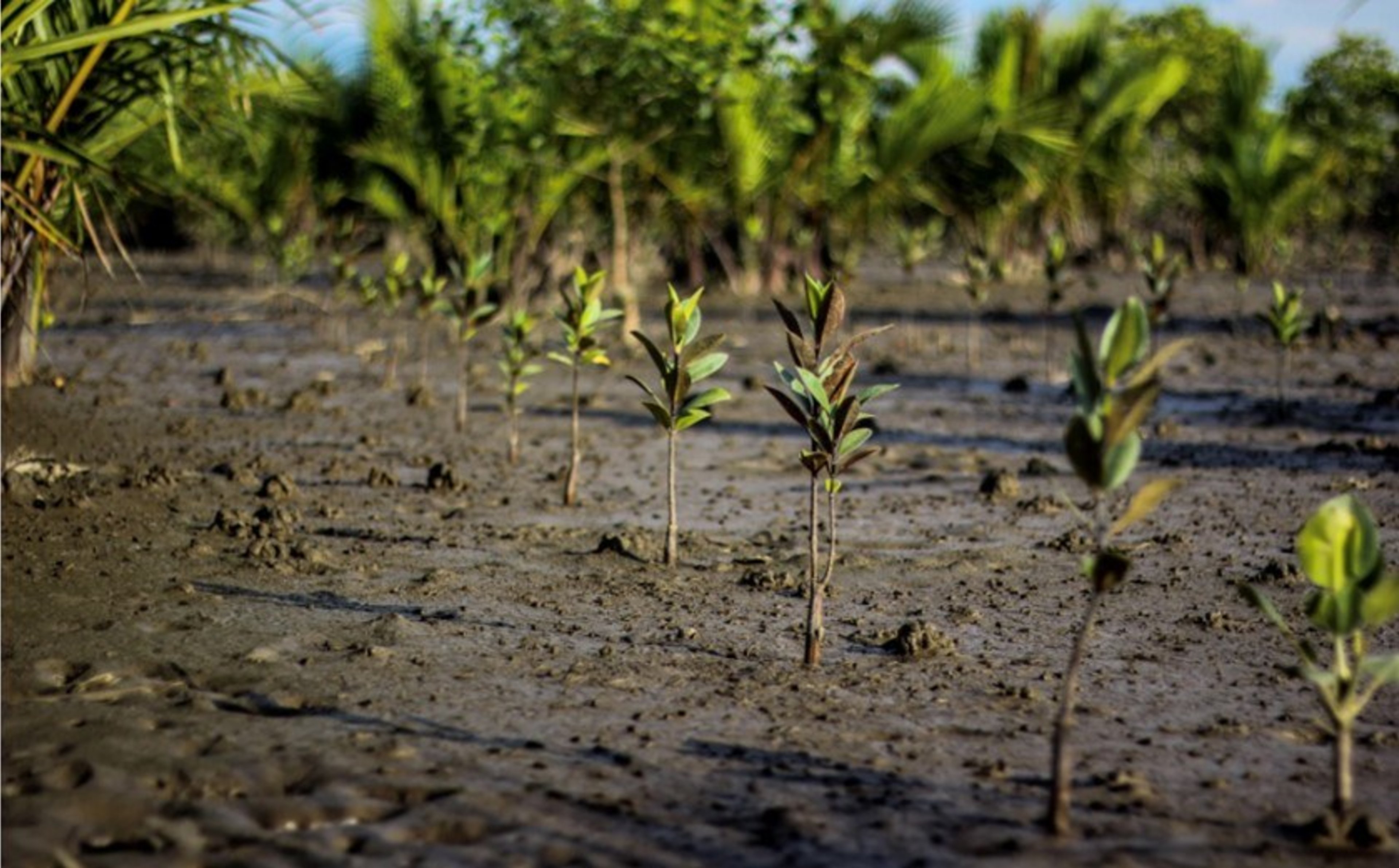 The BLACKROLL® Mangrove Project