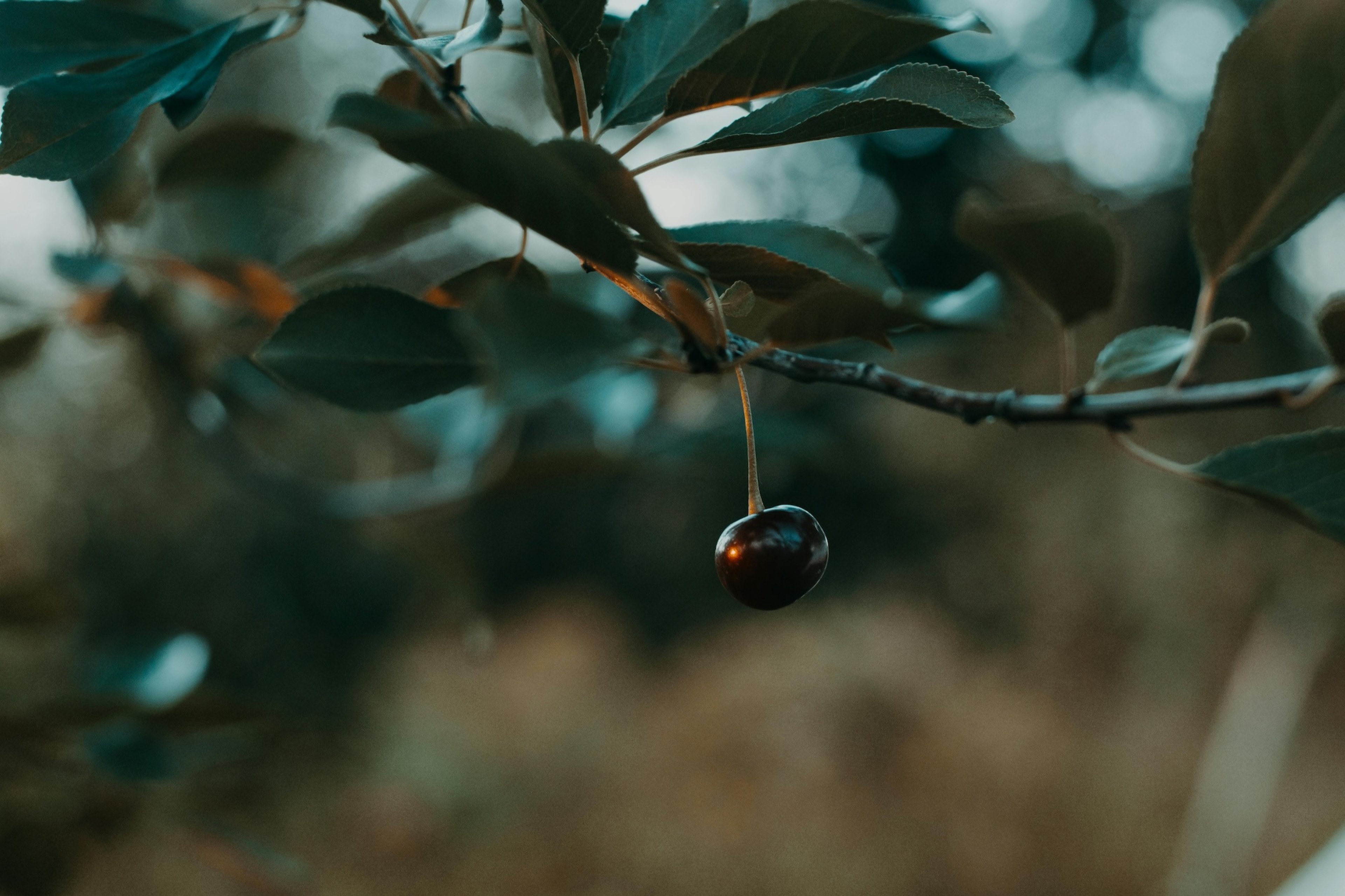 Cherry Juice