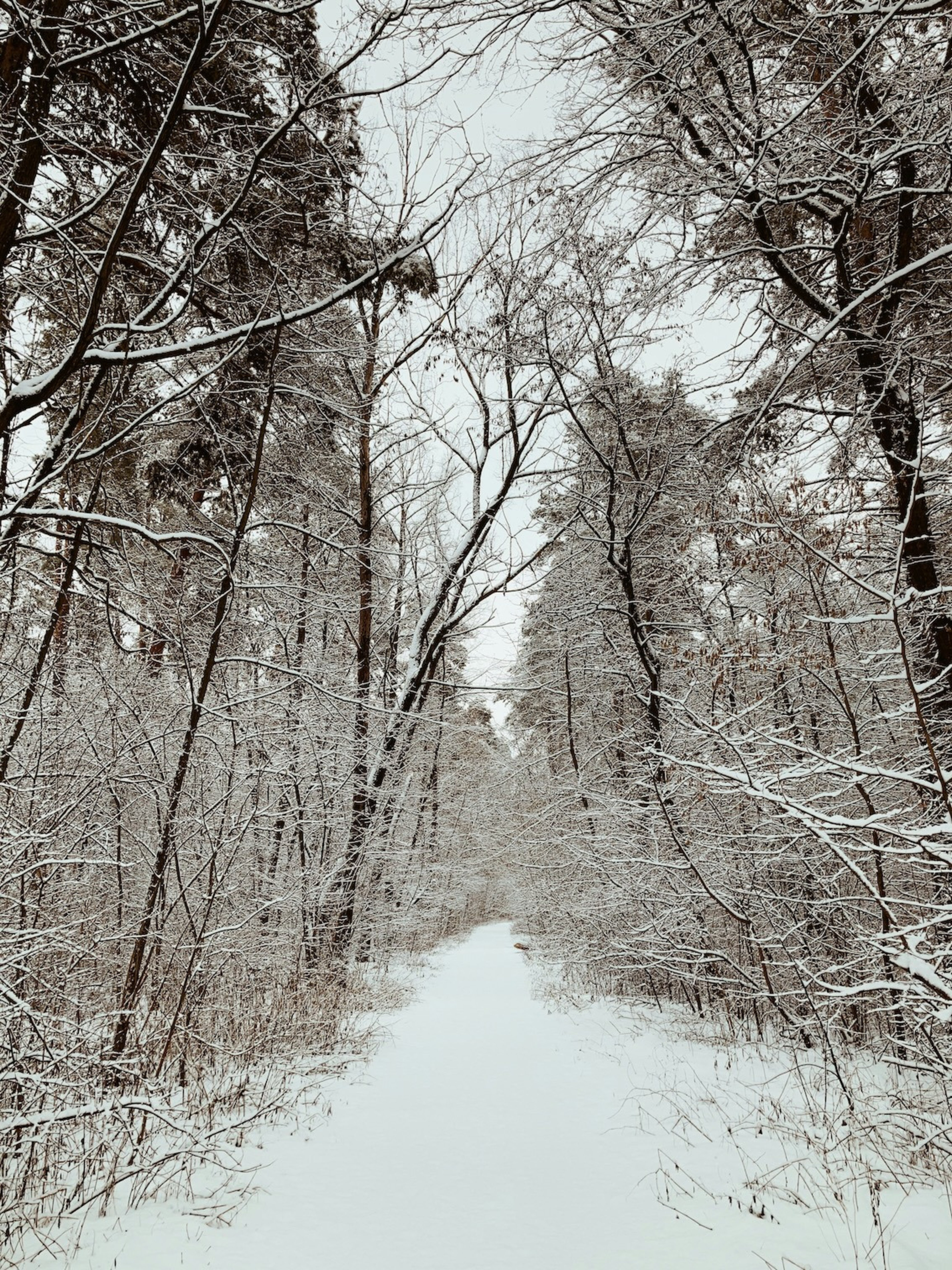 Winter Walk