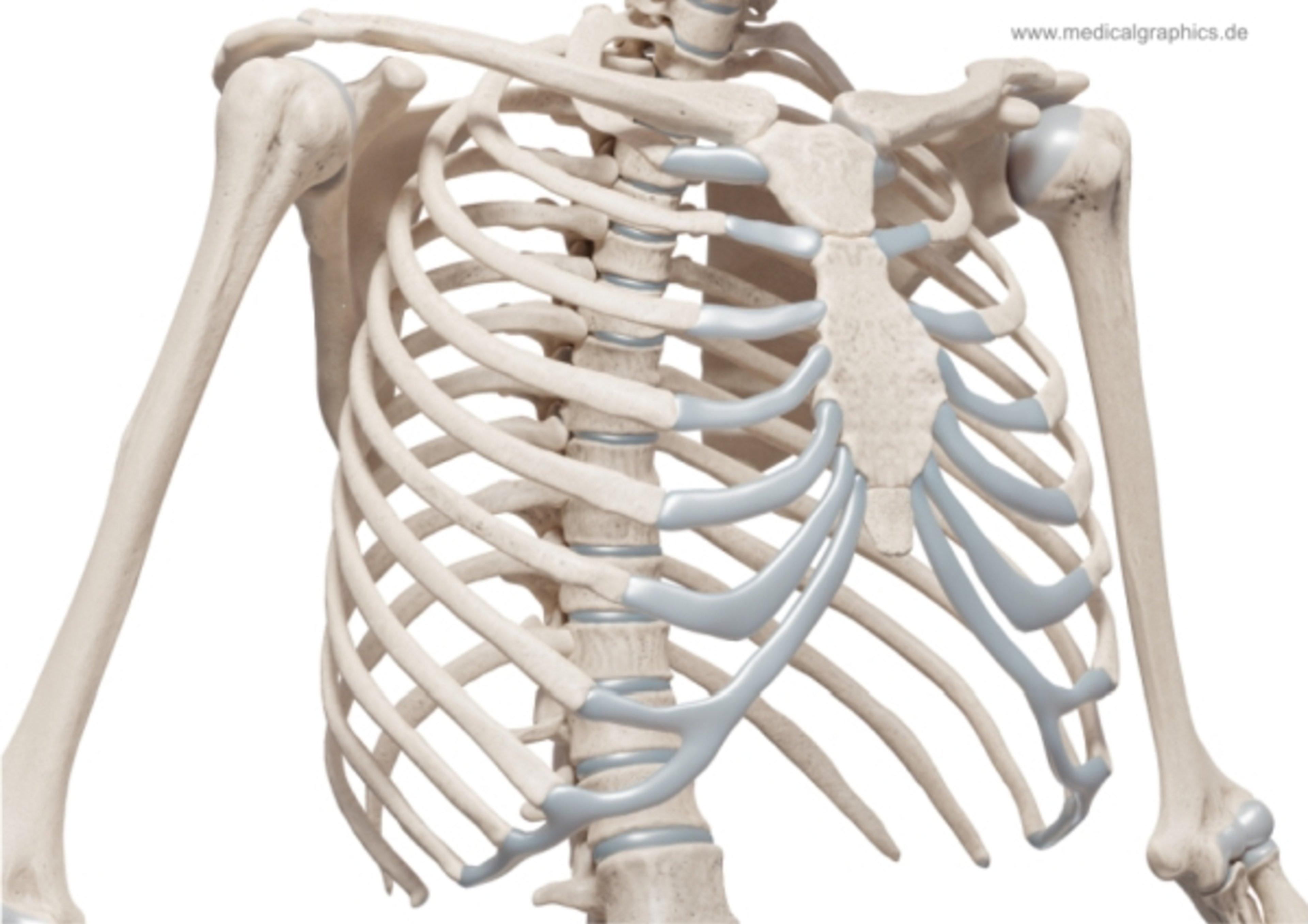Illustration of the chest skeleton showing the rib cage, spine, humerus, scapula, and clavicle in a lateral view