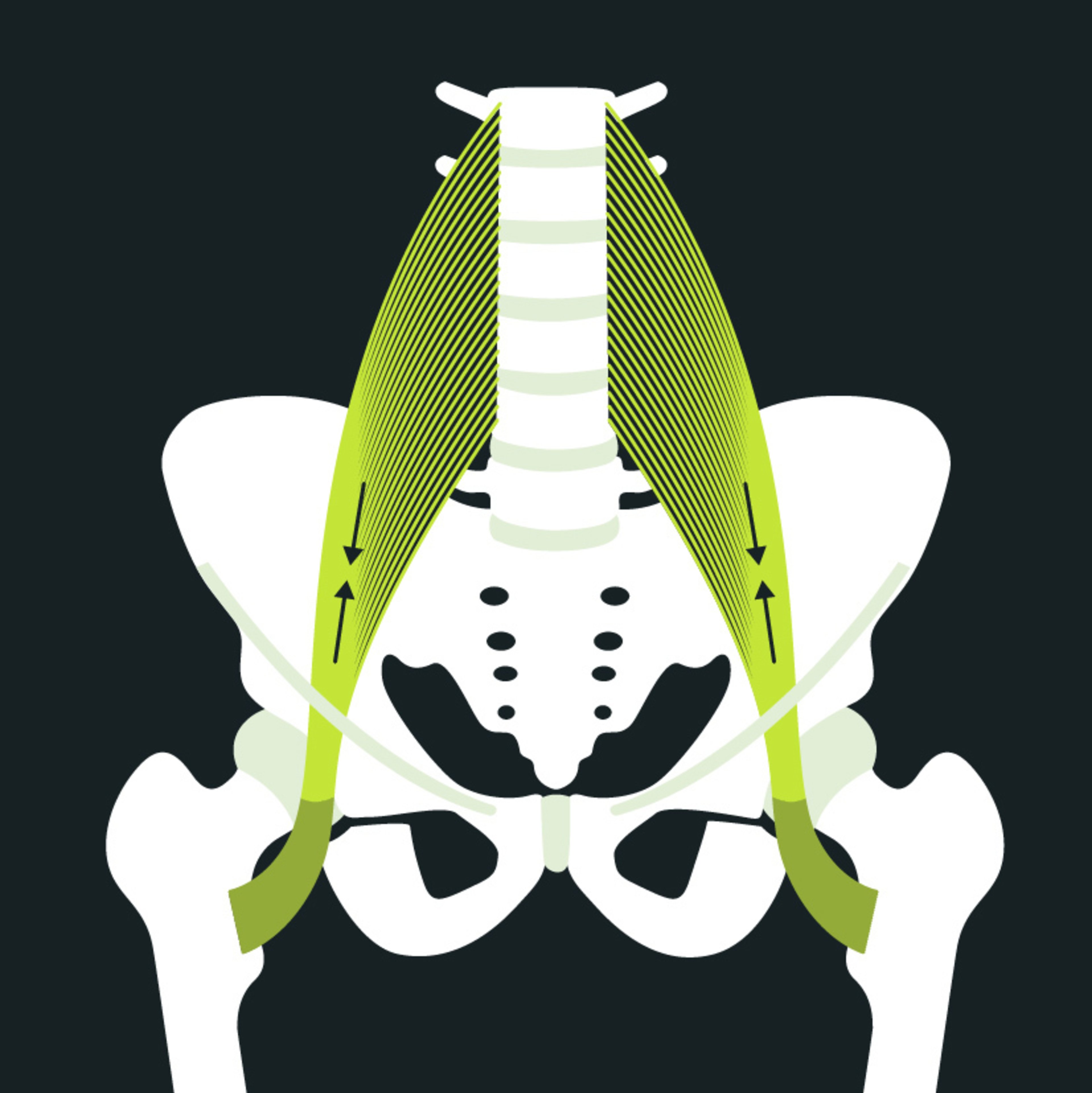 Anatomie du bassin et lumbago