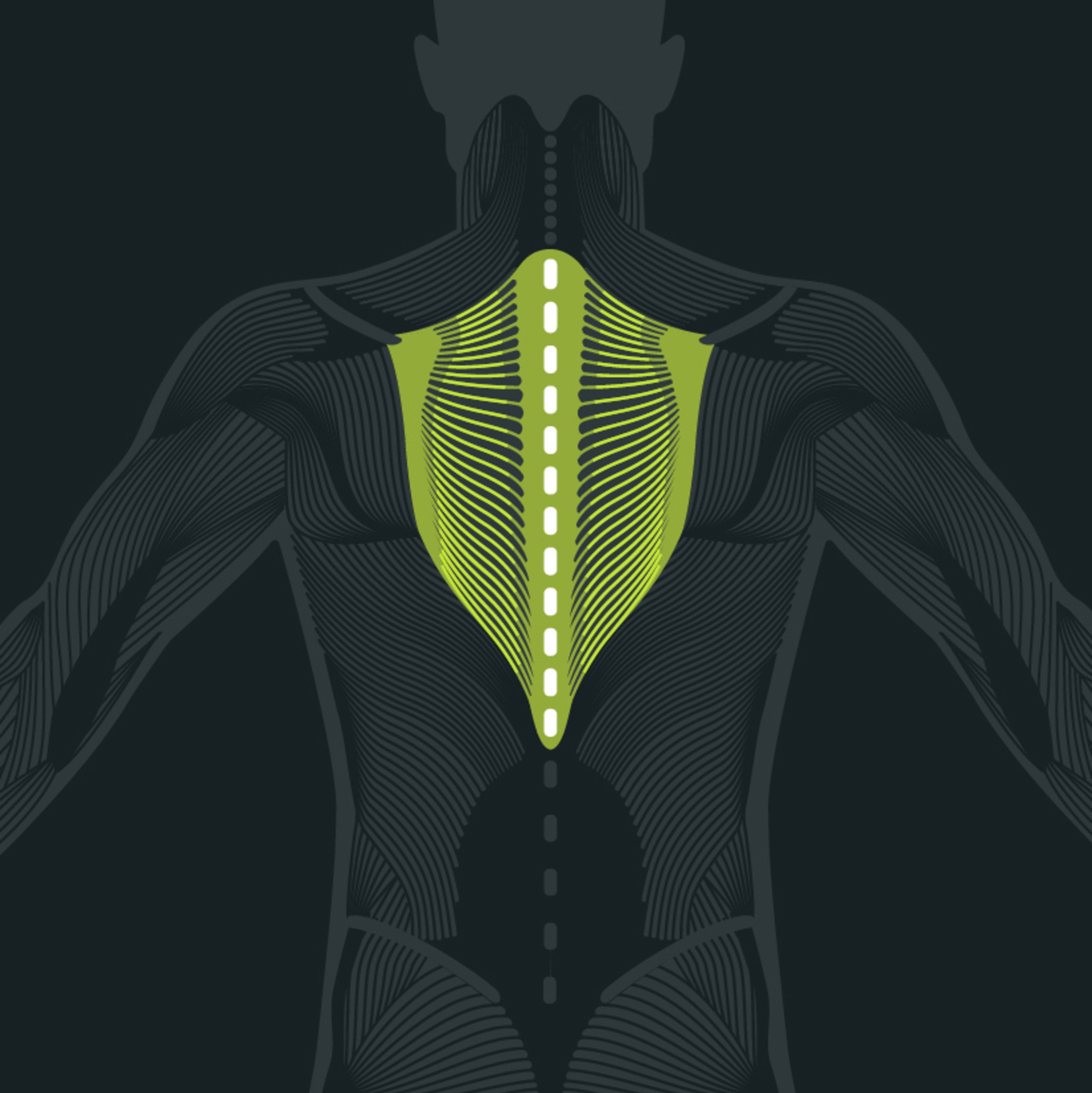 Anatomy of the Thoracic Spine