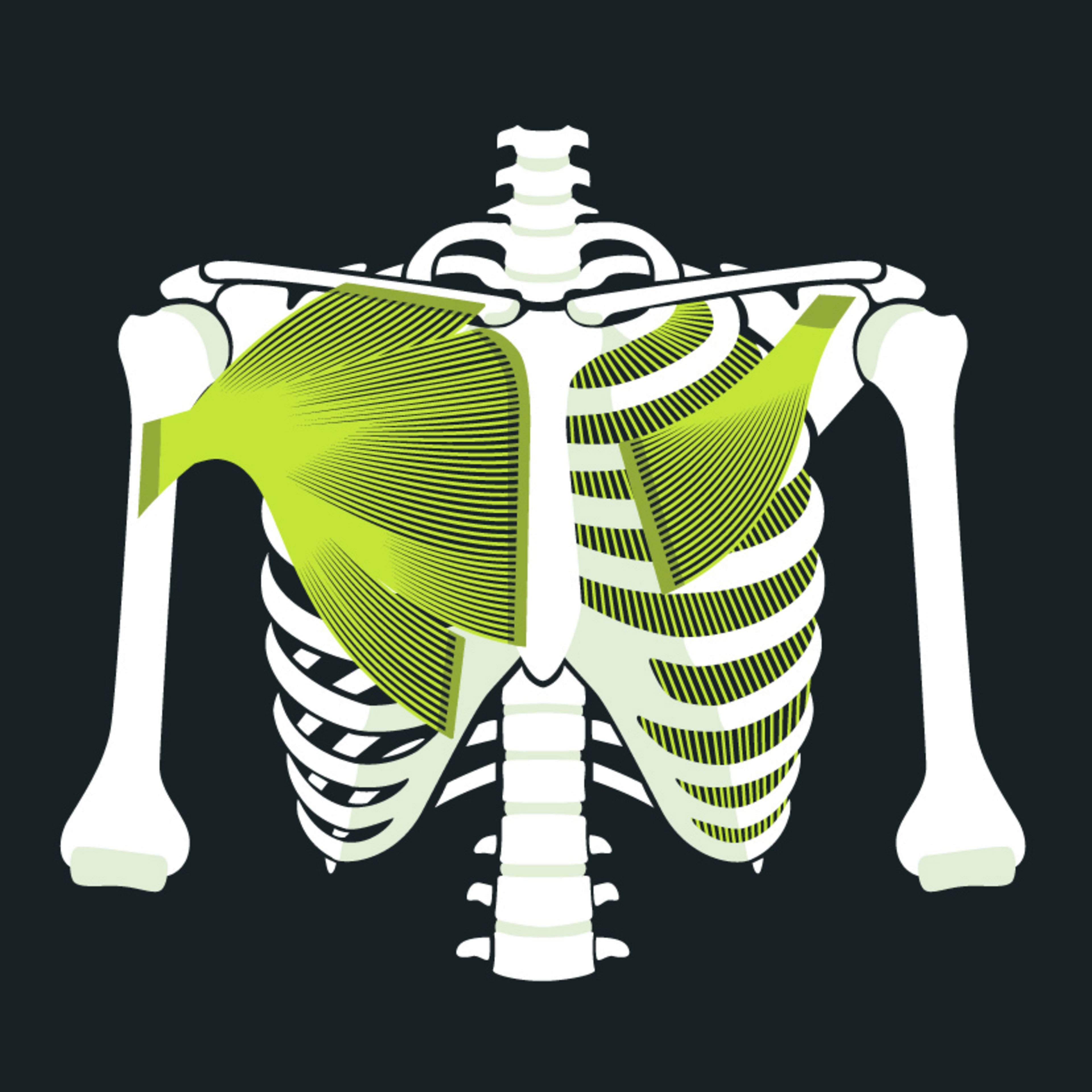 Anatomy of the Chest and Chest Pain