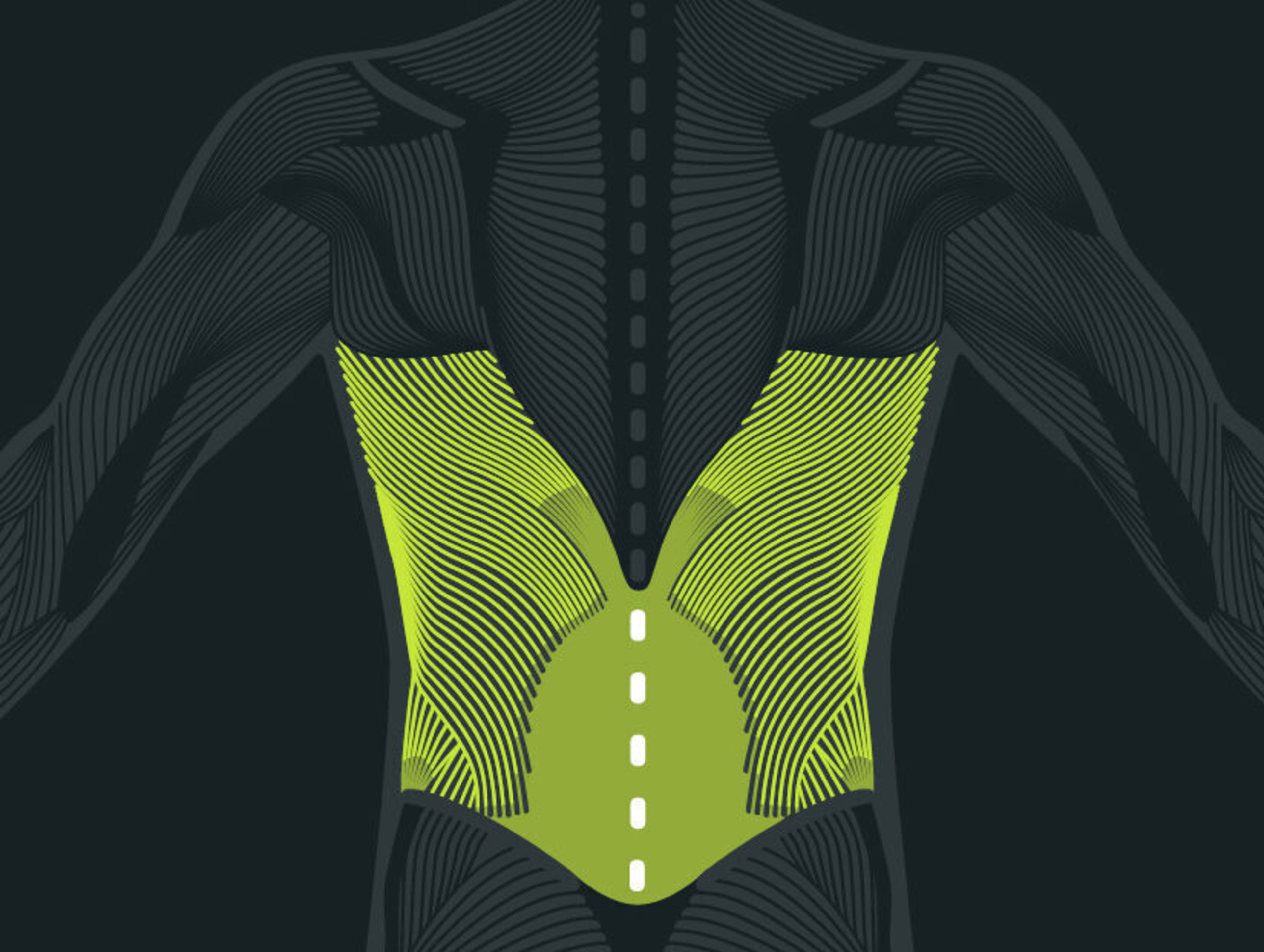 Anatomy of the Back