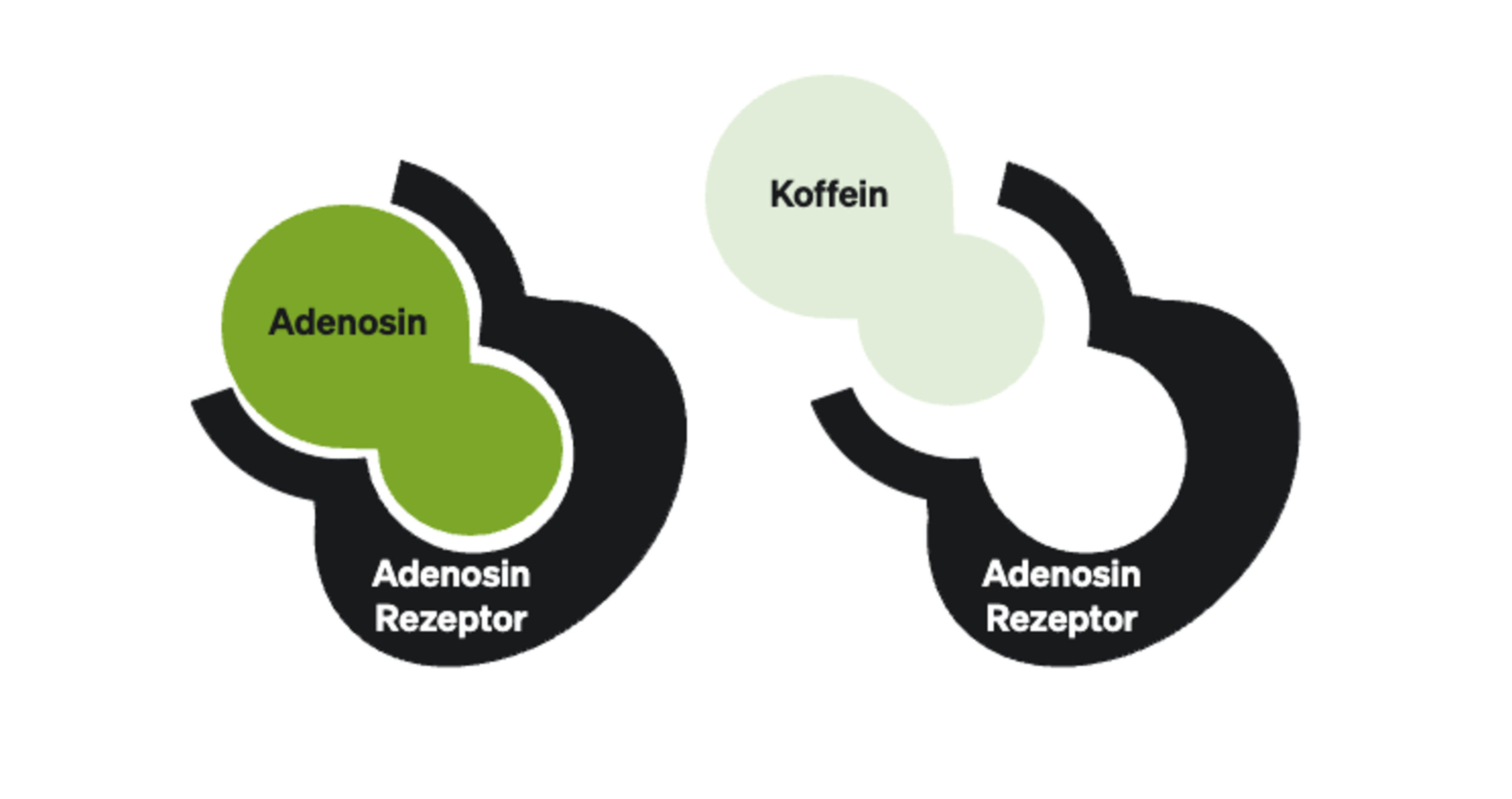 How does caffeine work?