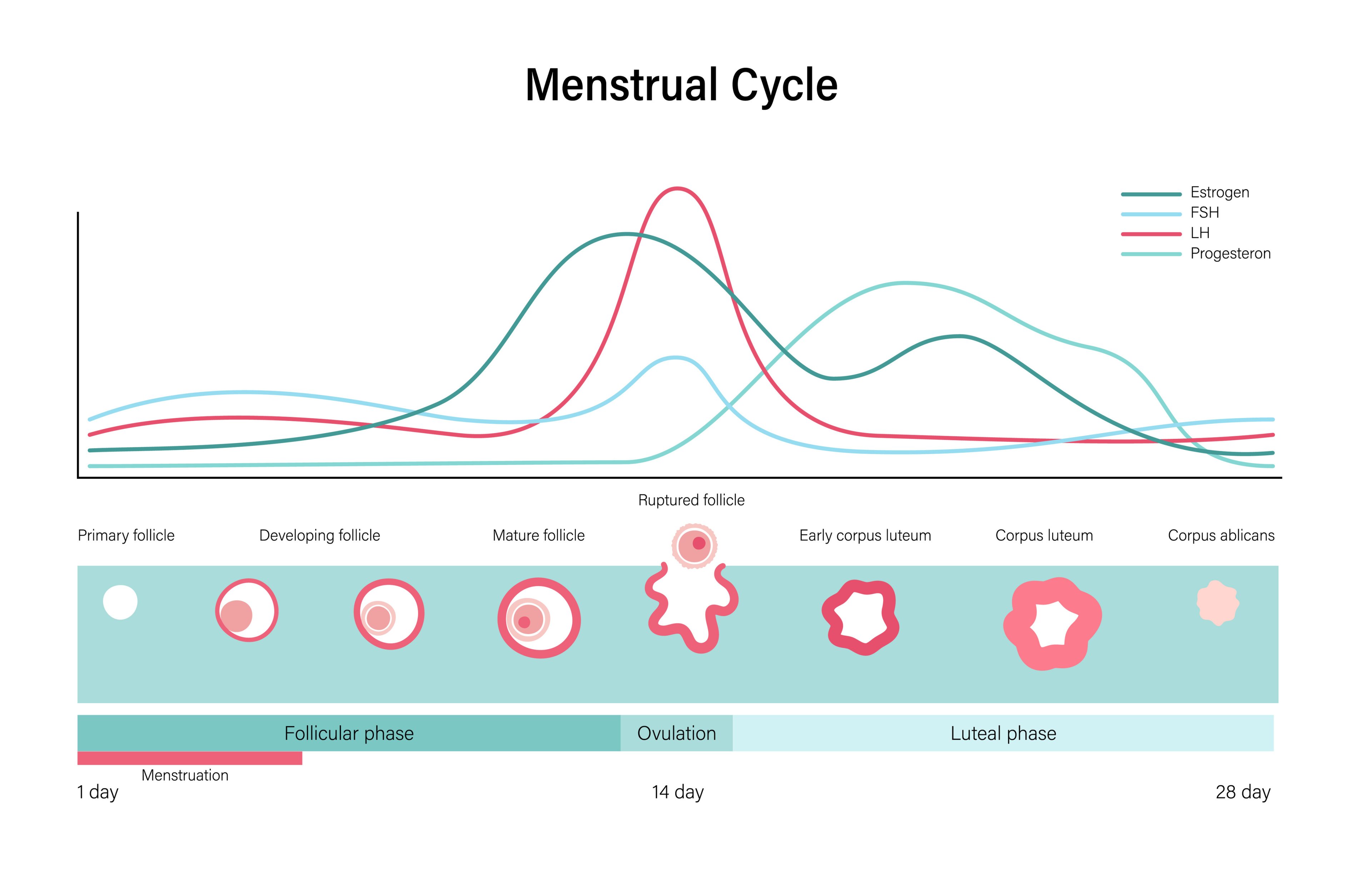 Basics of the Female Cycle