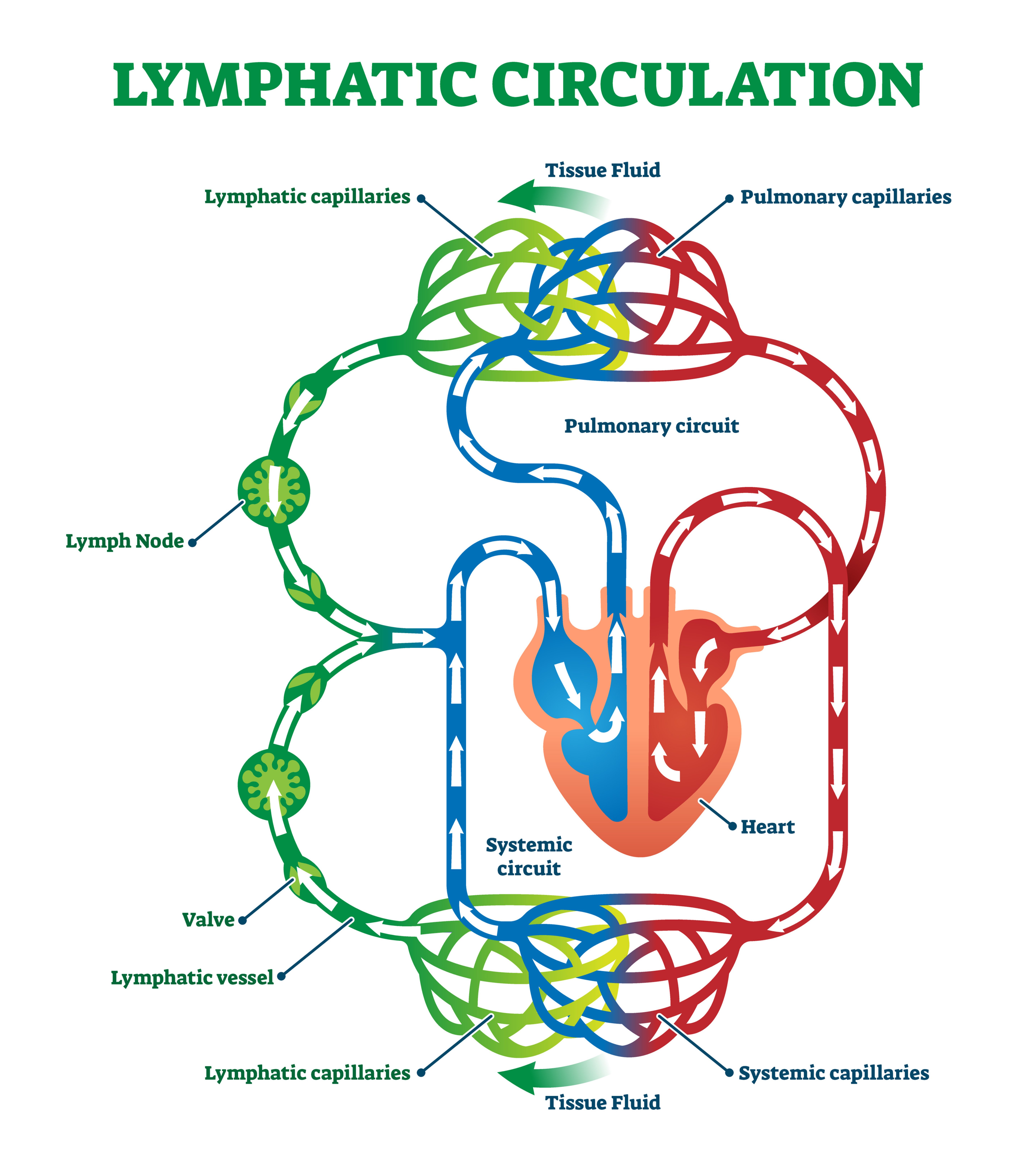 Lymphatic Circulation