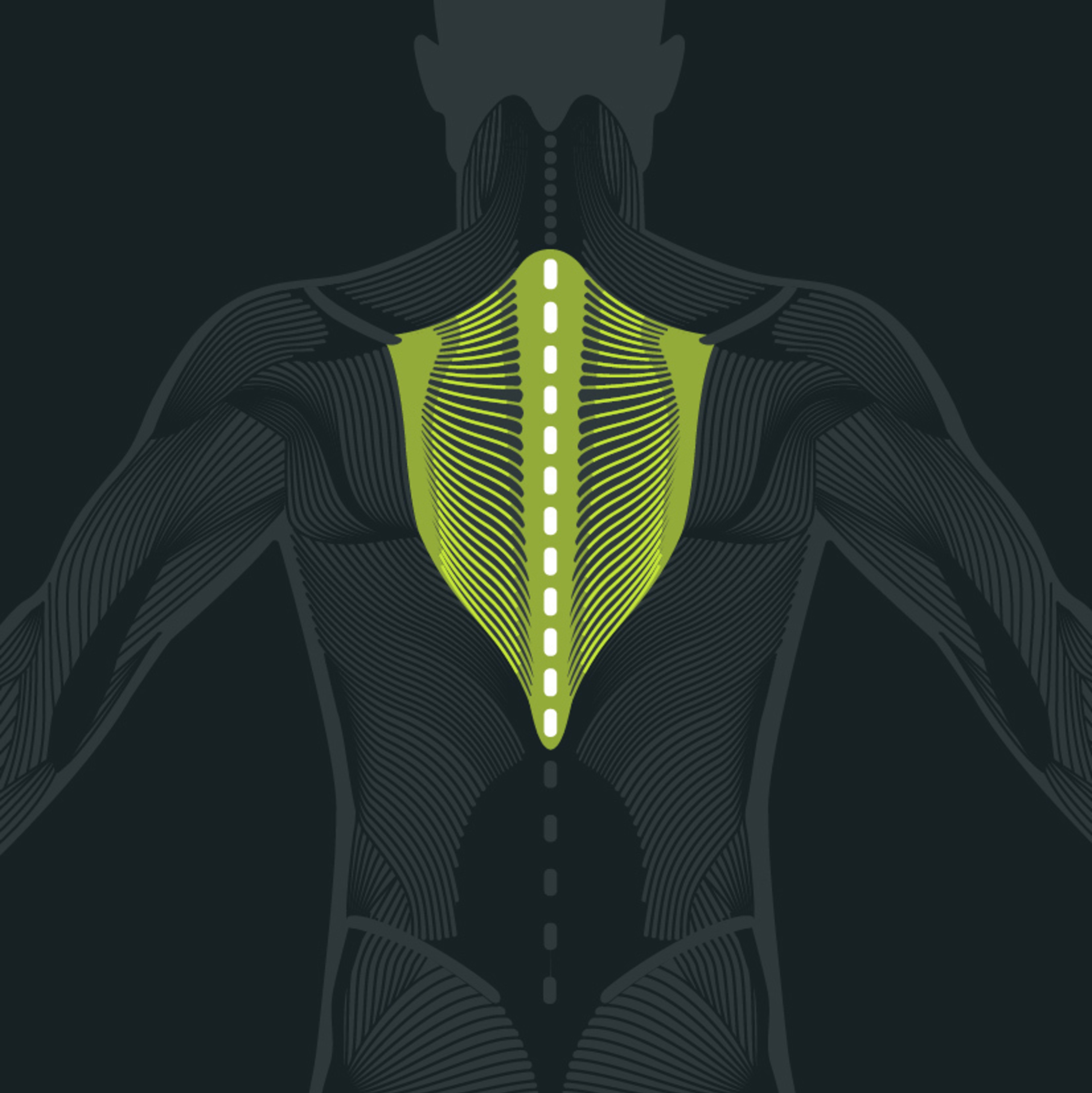 Anatomy of the Thoracic Spine