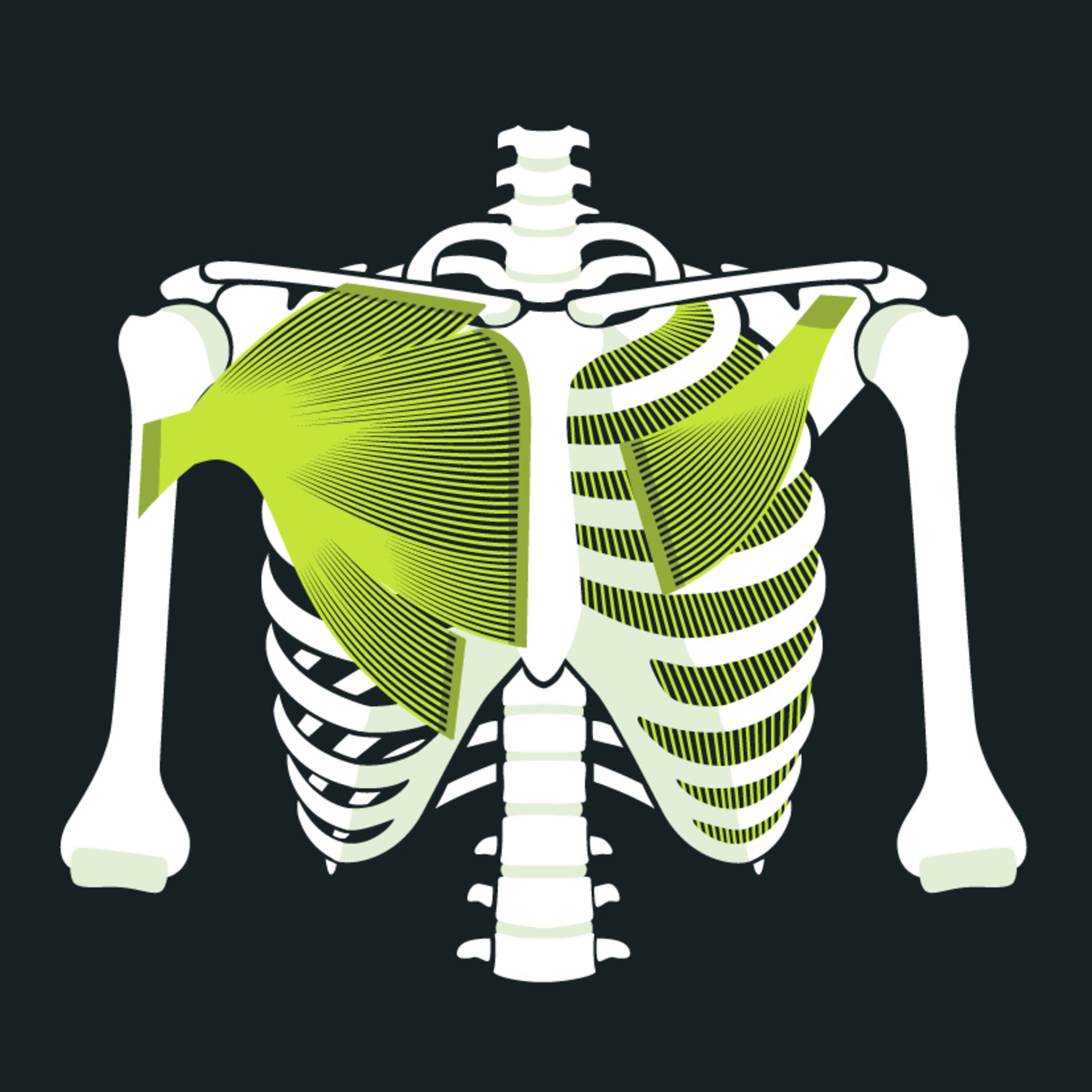 Anatomy of the Chest and Chest Pain