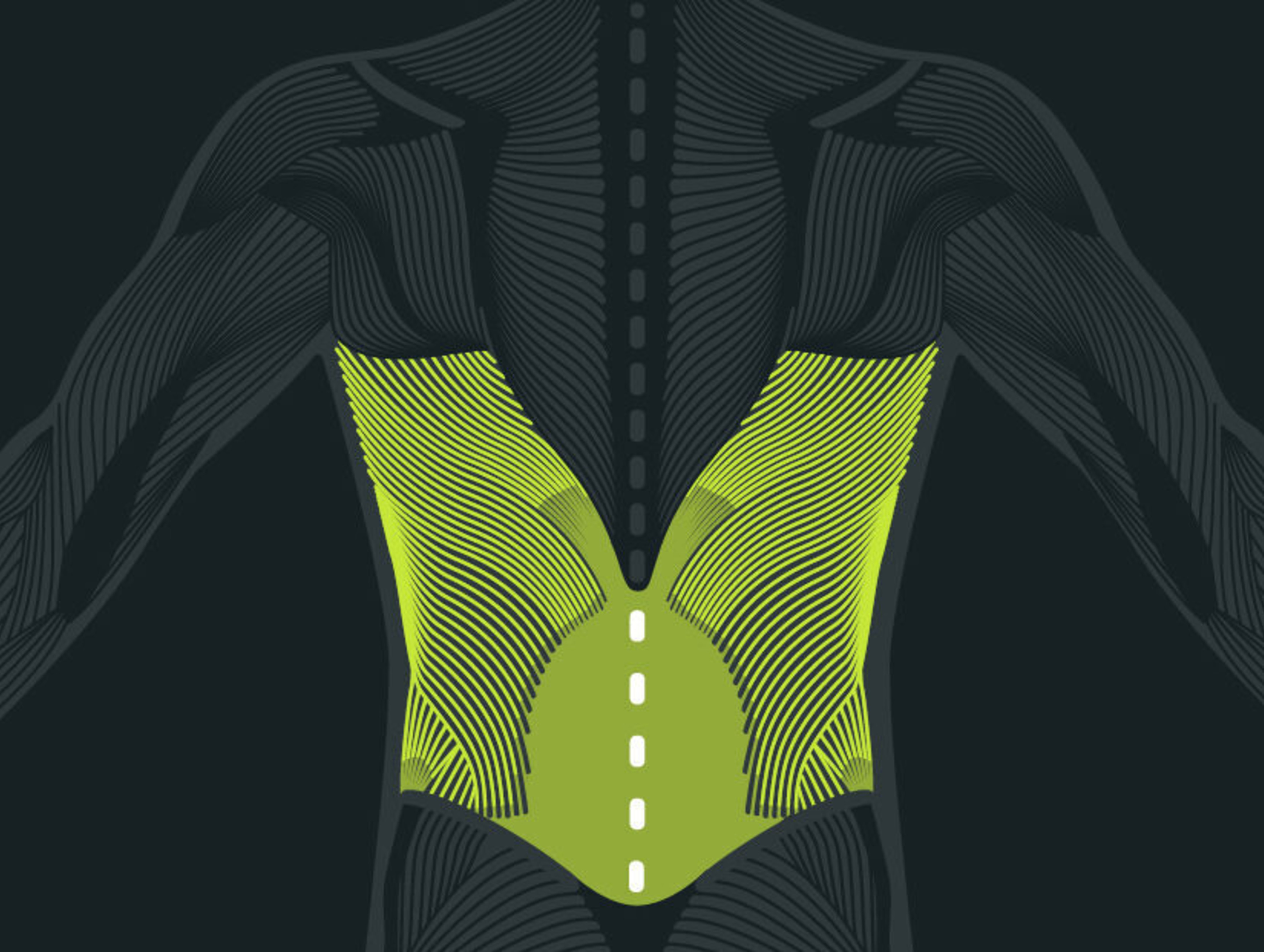 Anatomy of the Back
