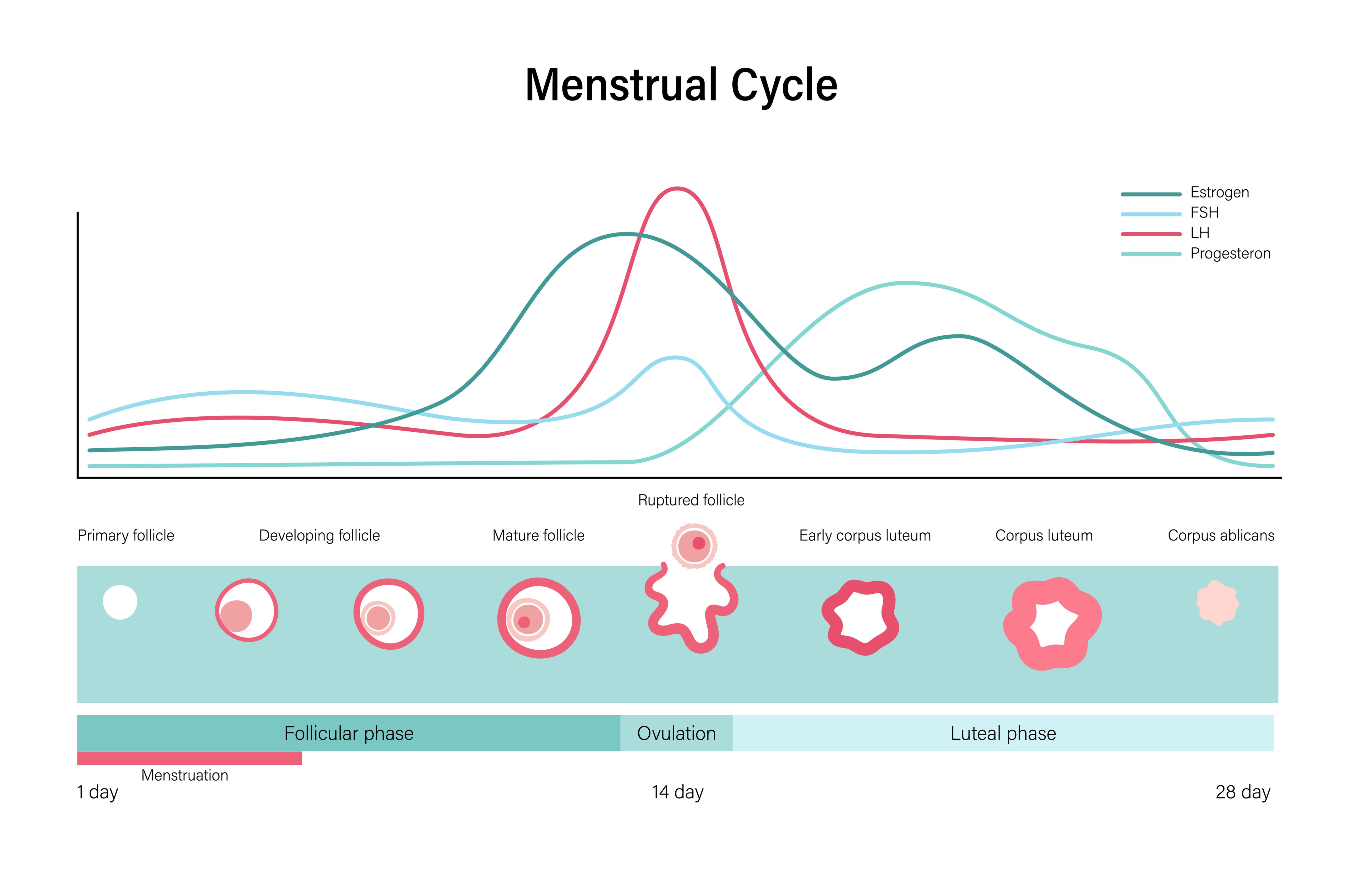 Basics of the Female Cycle