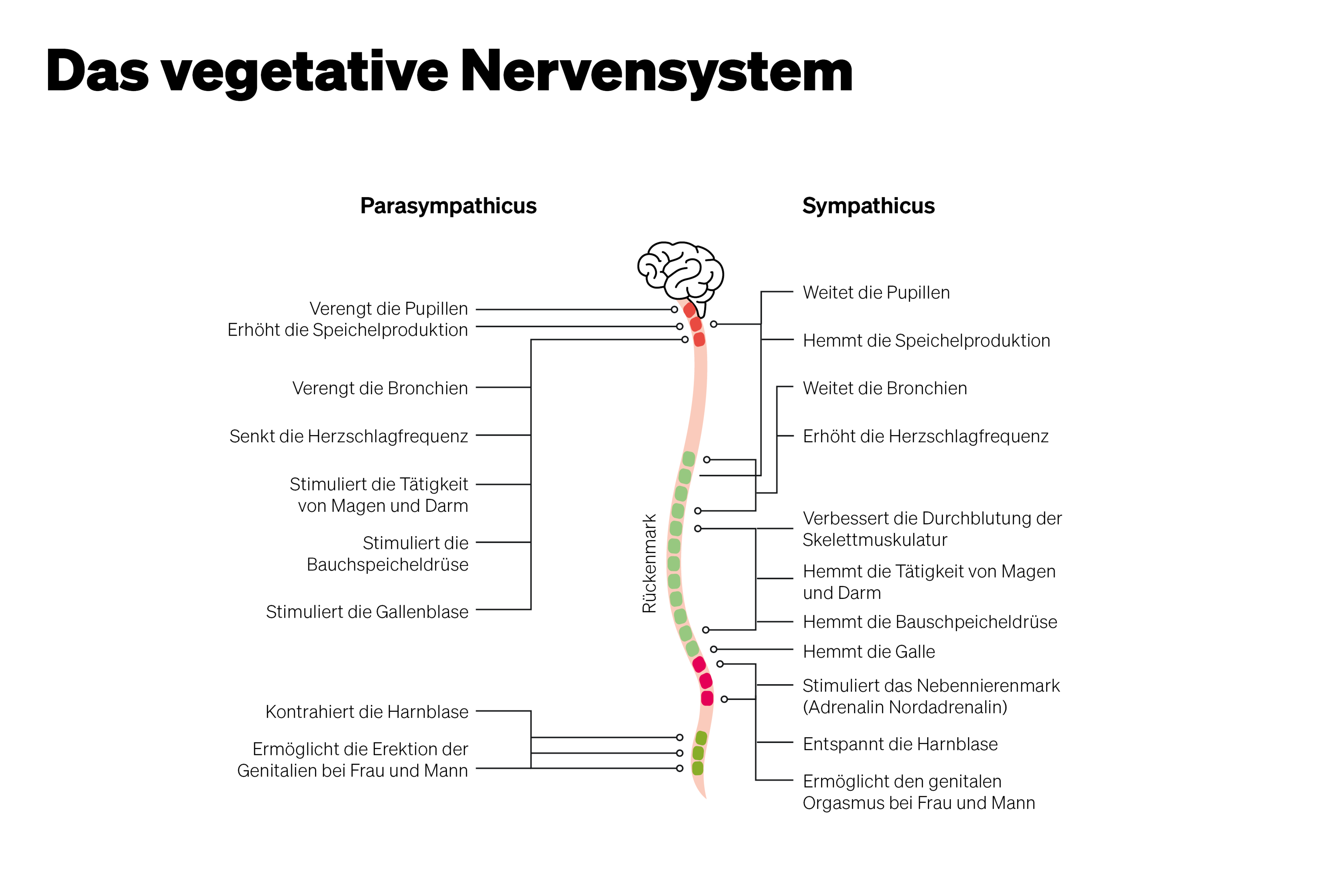 Parasympathikus Funktionen