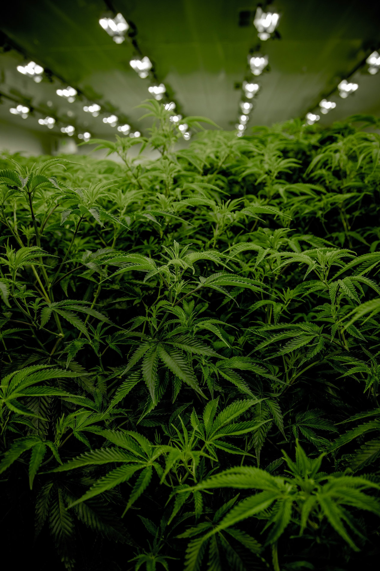 Cannabis 6