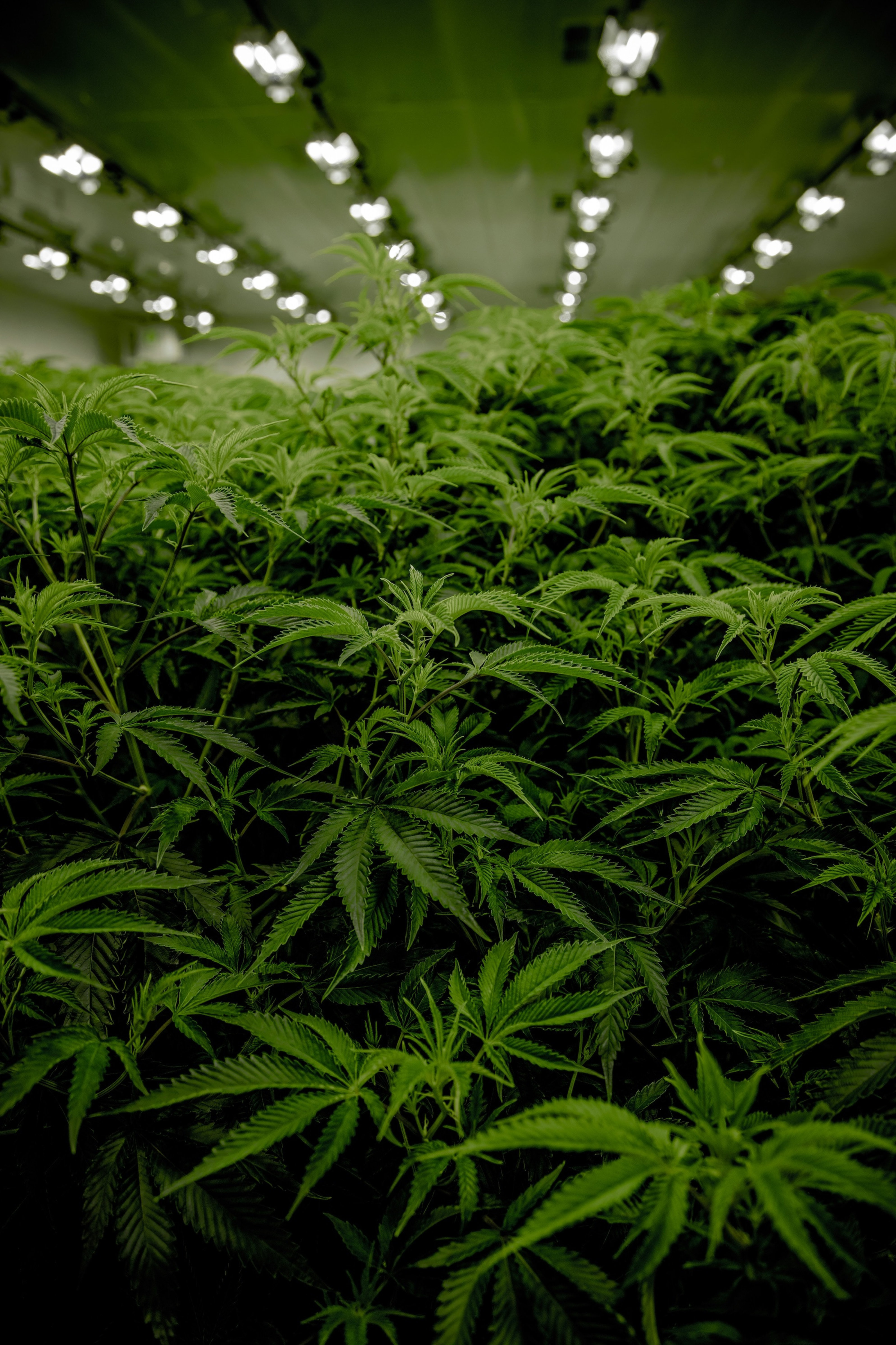 Cannabis 6