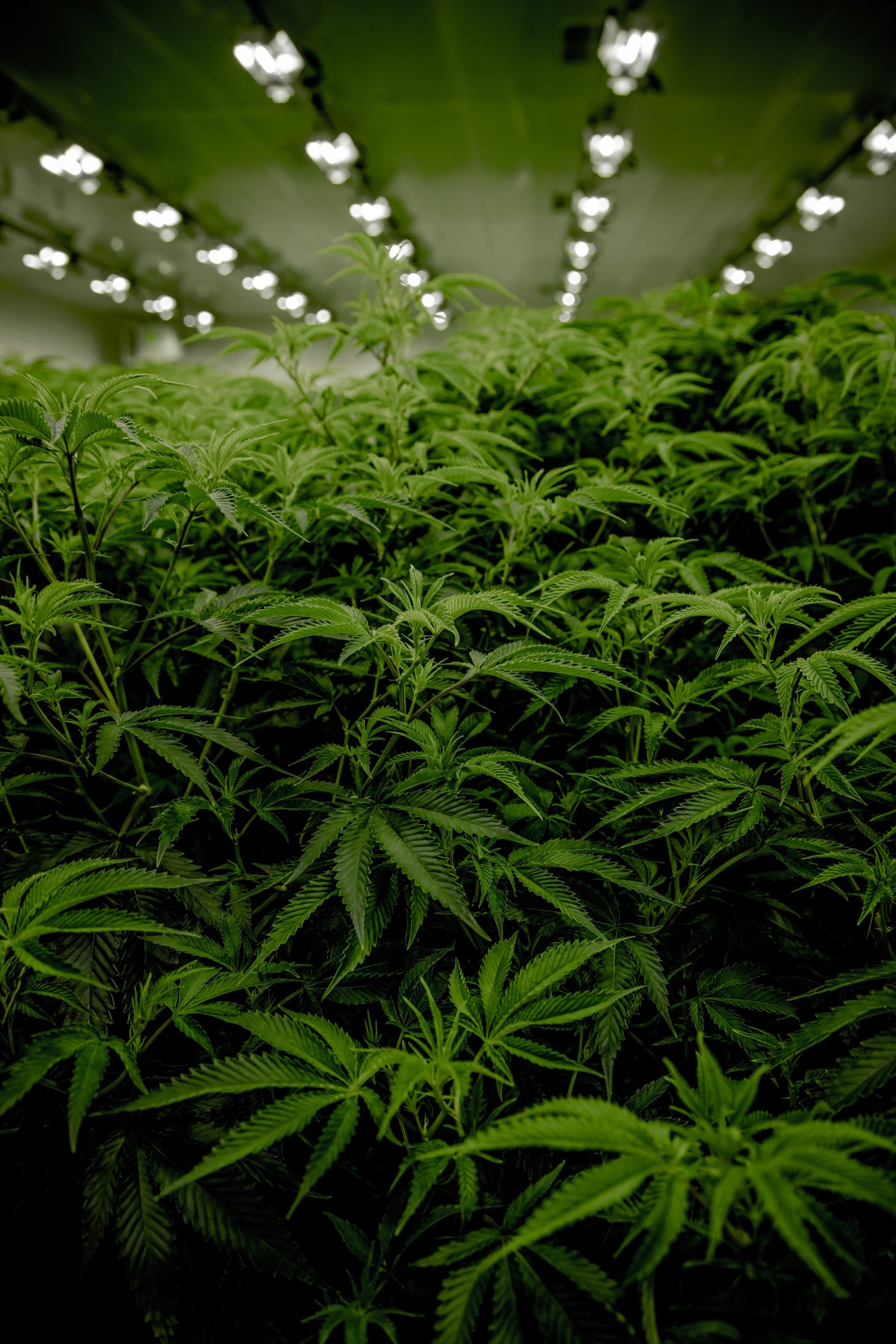 Cannabis 6