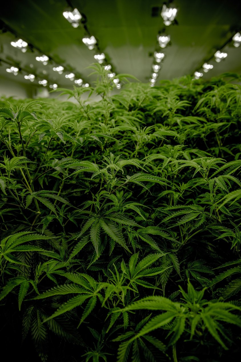 Cannabis 6